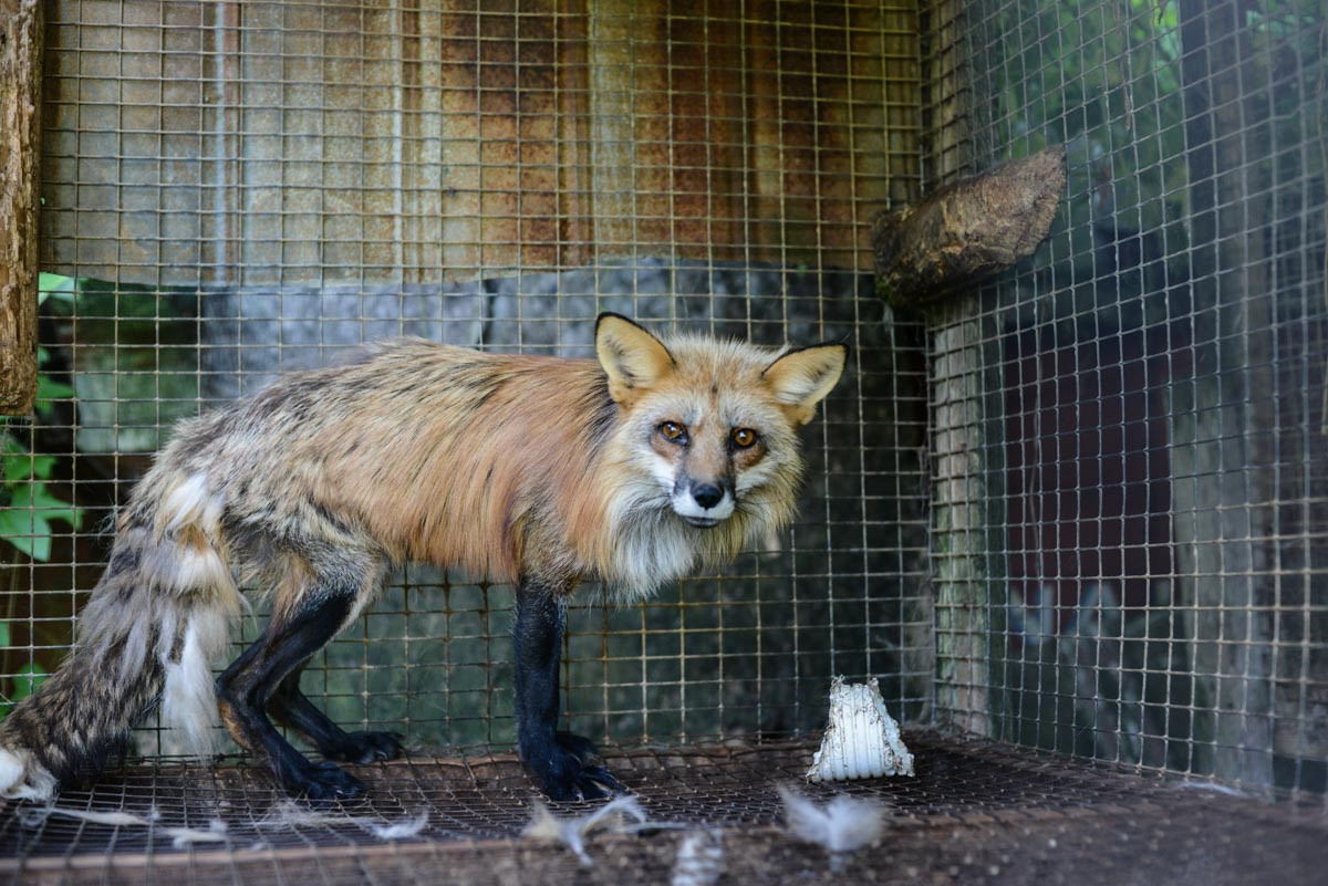 A red fox at a fur farm in Quebec, which has since been closed down.