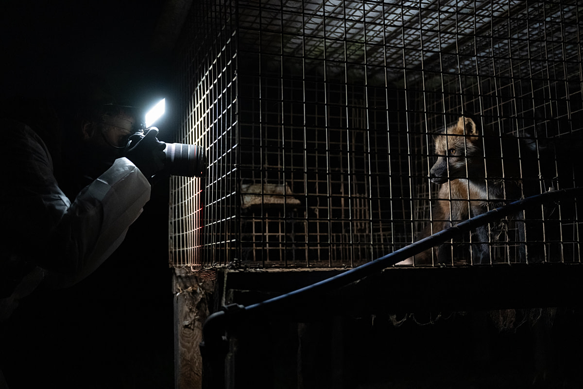 A red fox confined to a bare, wire-floored cage at a fur farm stares out as an investigator documents the fox's living conditions. Investigators are at the farm in the early morning to document the foxes and raccoon dogs held in the farm's cages. Poland, 2024. Jo-Anne McArthur / Otwarte Klatki / We Animals A red fox confined to a bare, wire-floored cage at a fur farm stares out as an investigator documents the fox's living conditions. Investigators are at the farm in the early morning to document the foxes and raccoon dogs held in the farm's cages. Poland, 2024. Jo-Anne McArthur / Otwarte Klatki / We Animals