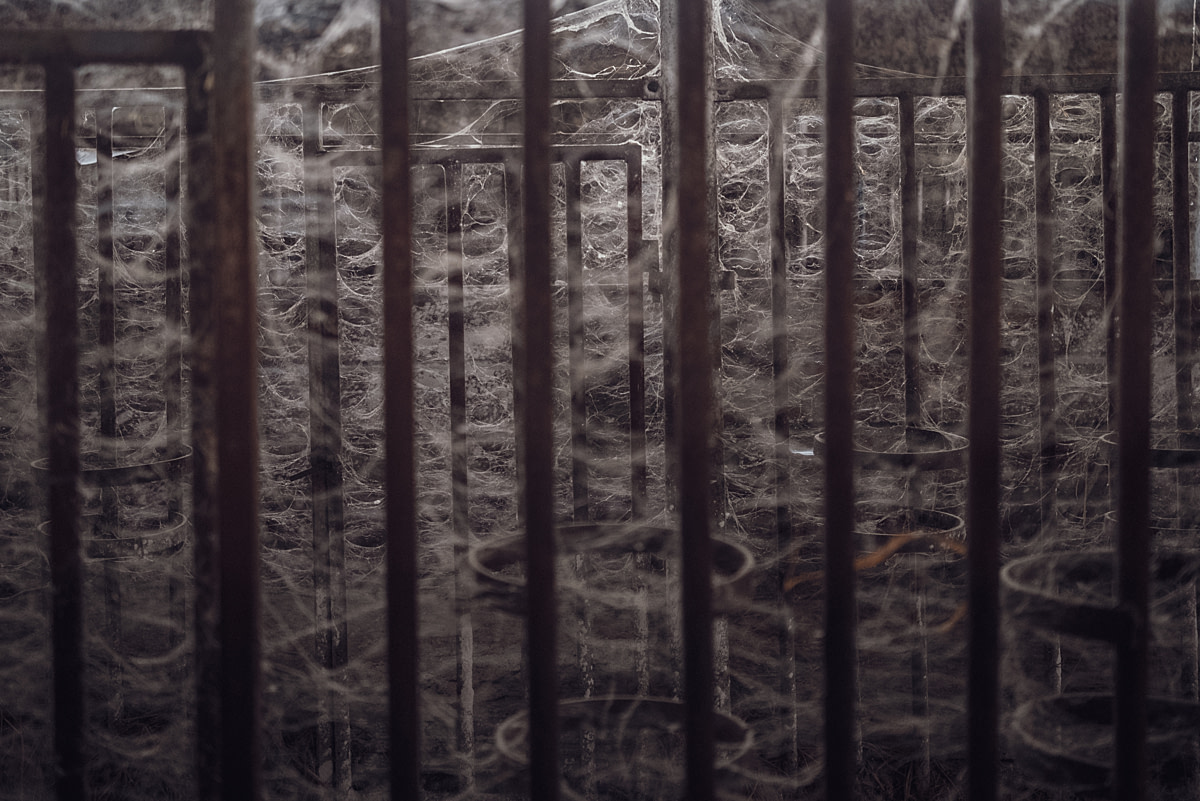 Rows of cobweb-covered cages stand empty at an intensive buffalo dairy farm, where a calf has not been born for six months. Between 2022 and late 2024, 90 percent of the water buffaloes on this farm have been culled due to brucellosis - the remaining animals are checked every 15 days, and milk production is suspended. Cooperativa Ponte Sant'Antonio, San Tammaro, Caserta, Italy, 2024. Raffaele Petralla / We Animals