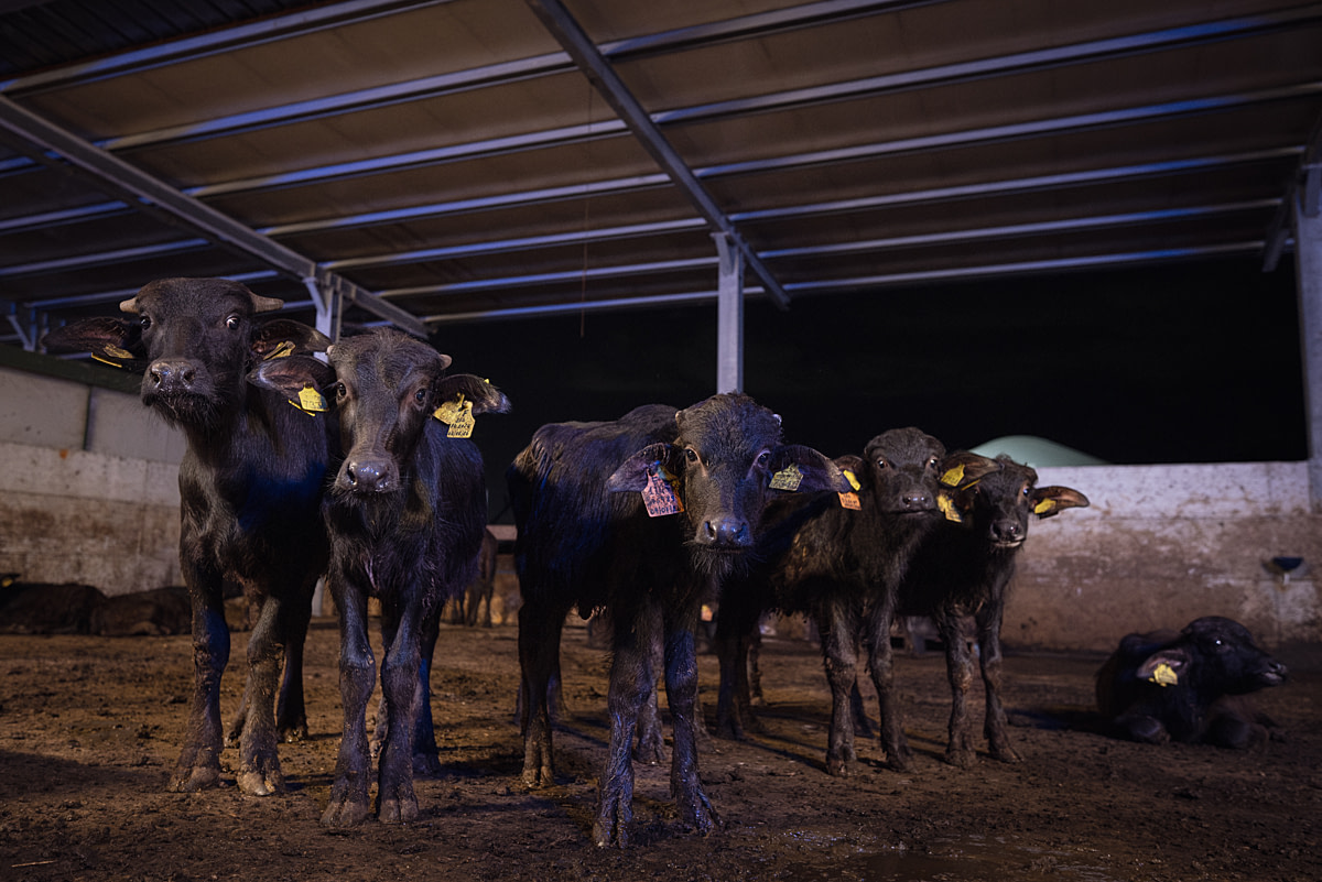 One- to three-month-old female water buffalo calves stare curiously at the camera from an enclosure at an intensive buffalo dairy farm. Agribios Buffalo Dairy Farm, Capaccio Paestum, Salerno, Italy, 2024. Raffaele Petralla / We Animals
