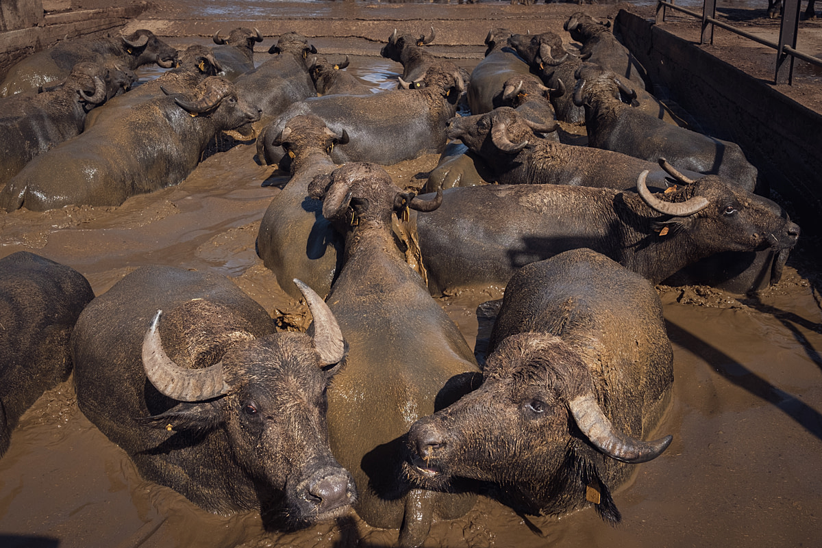 Lactating water buffalo cows bathe in a crowded rudimentary concrete pool filled with dirty water at an intensive buffalo dairy farm. Water buffalo are a semi-aquatic species and this is appears to be the only wallow they have at the farm. Pierri Buffalo Dairy Farm, Capaccio Paestum, Salerno, Italy, 2024. Raffaele Petralla / We Animals