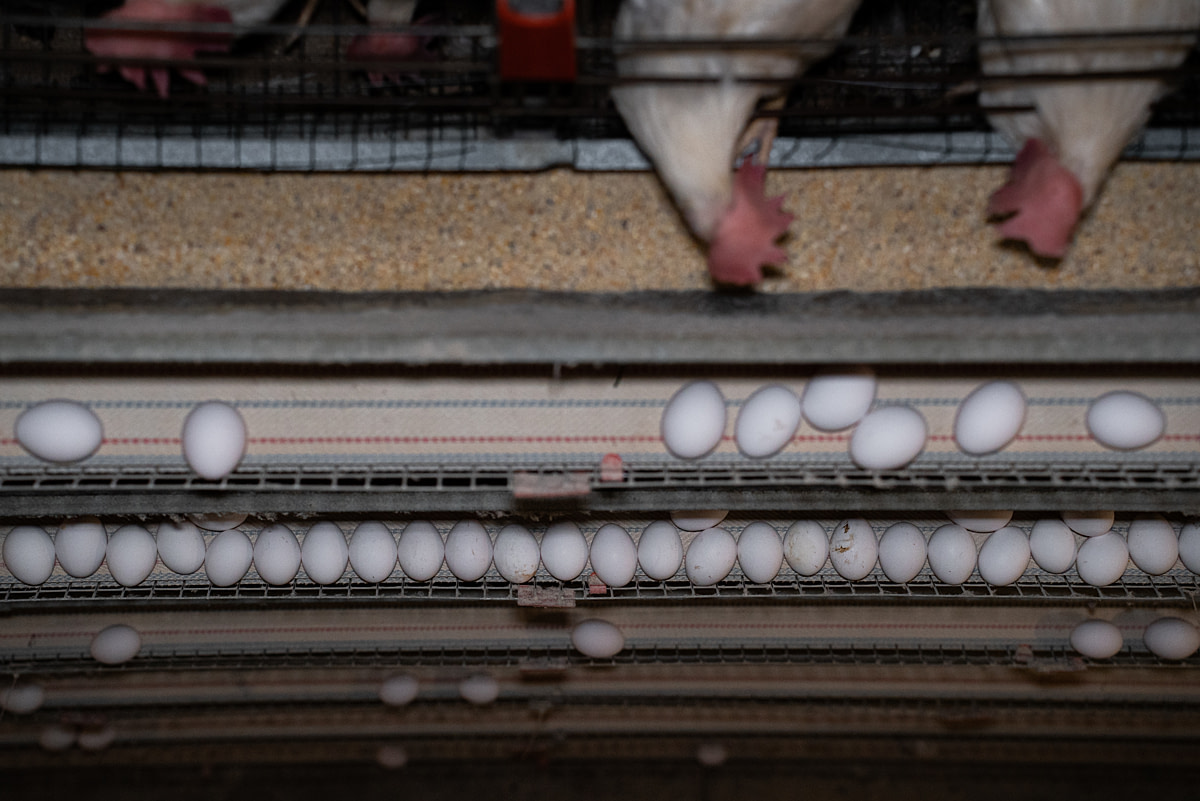Eggs roll from a belt inside a laying shed to a conveyor that takes them to a sorting and packaging area at an egg production farm. Approximately 54,000 laying hens live in this shed, each laying an average of one egg every 25 hours. Konya, Konya Province, Central Anatolia Region, Turkiye, 2023. Havva Zorlu / Open Wing Alliance / We Animals