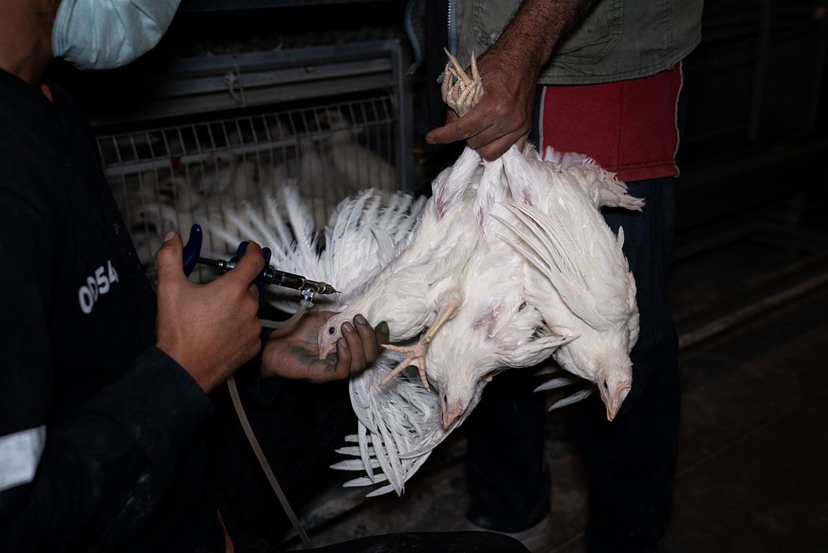 Young 60-day-old hens hang from a worker's grasp as they are vaccinated at an egg production facility. From their arrival at the farm at one day of age, the chickens are vaccinated against viruses at specific intervals via their mouths, eyes, or injection until they reach 112 days of age. Undisclosed location, Konya, Konya Province, Central Anatolia Region, Turkiye, 2023. Havva Zorlu / Open Wing Alliance / We Animals