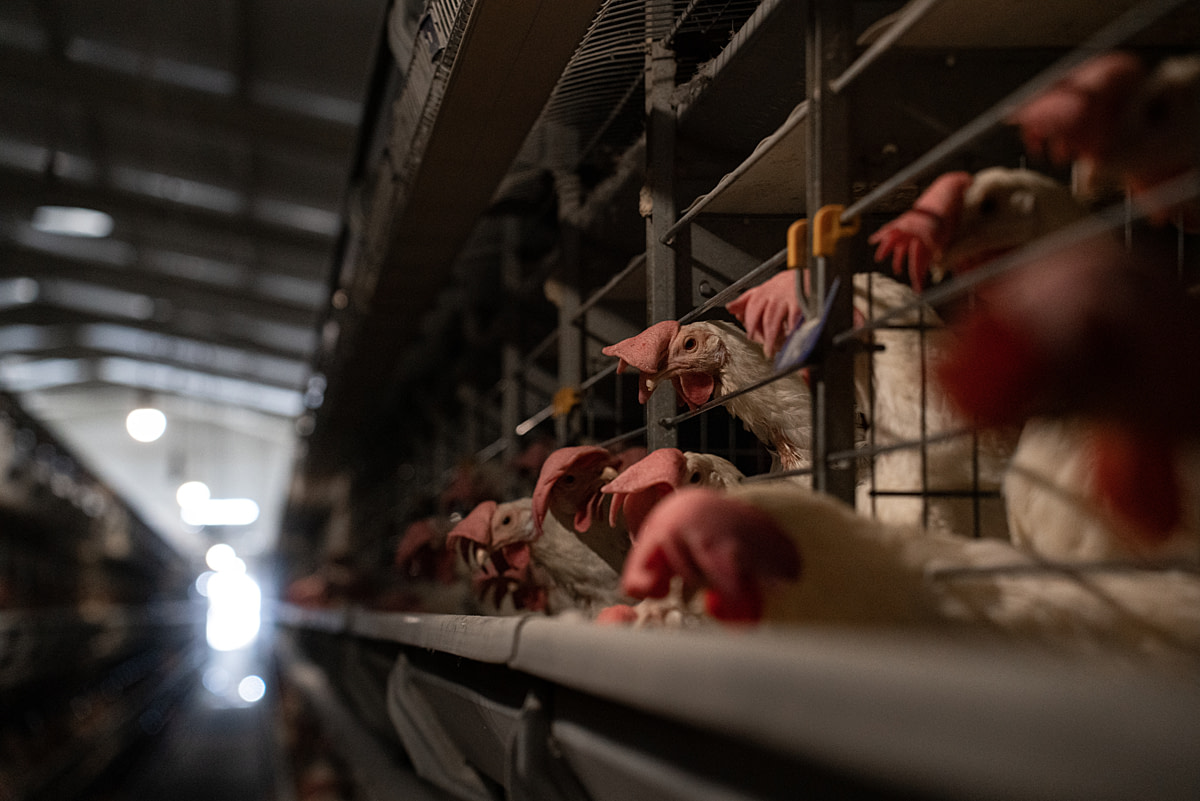 Laying hens live in cramped battery cages at an egg production facility, living like this their entire lives. The farm's production goal is to obtain an egg from each hen once every 25 hours, supported by chemical and food supplements. The hens are sent to slaughter when their production drops. Undisclosed location, Konya, Konya Province, Central Anatolia Region, Turkiye, 2023. Havva Zorlu / Open Wing Alliance / We Animals