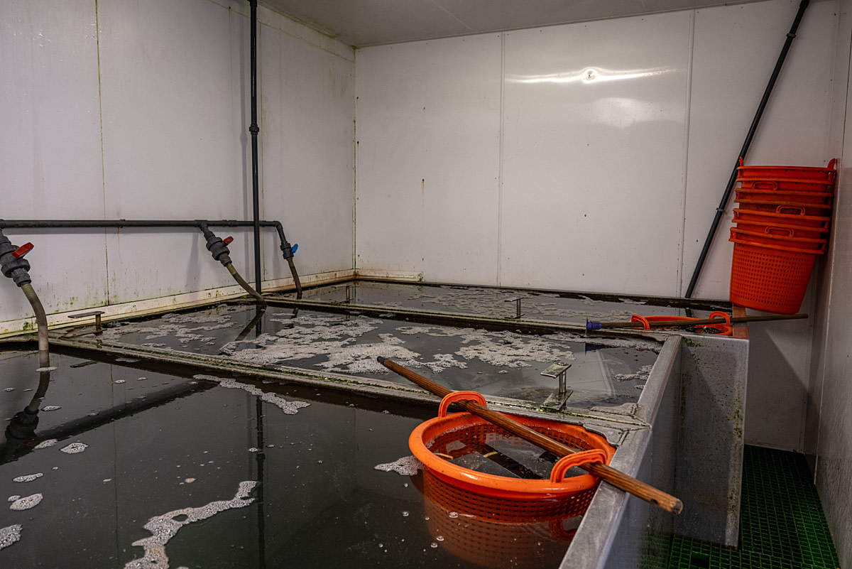 A container filled with live European lobsters hangs suspended in a large water filled tank at a commercial fishing dock. Lobsters are kept in these large tanks for 24 hours before transit and export. The cramped conditions prevent the animals from moving, due to the weight of other lobsters piled on top. Bridlington Bay Harbour, Bridlington, East Yorkshire, England, UK, 2024. Amy Jones / Viva! / We Animals