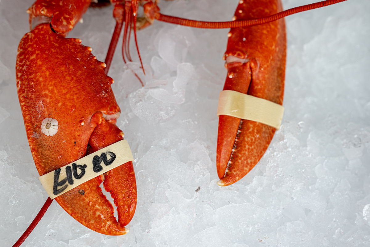 The body of a dead and cooked lobster for sale at a seafood vendor lies in ice. Lobsters turn red when cooked because the heat releases a pigment called astaxanthin in their shells. Bridlington Seafood Festival, Bridlington, East Yorkshire, England, UK, 2024. Amy Jones / Viva! / We Animals