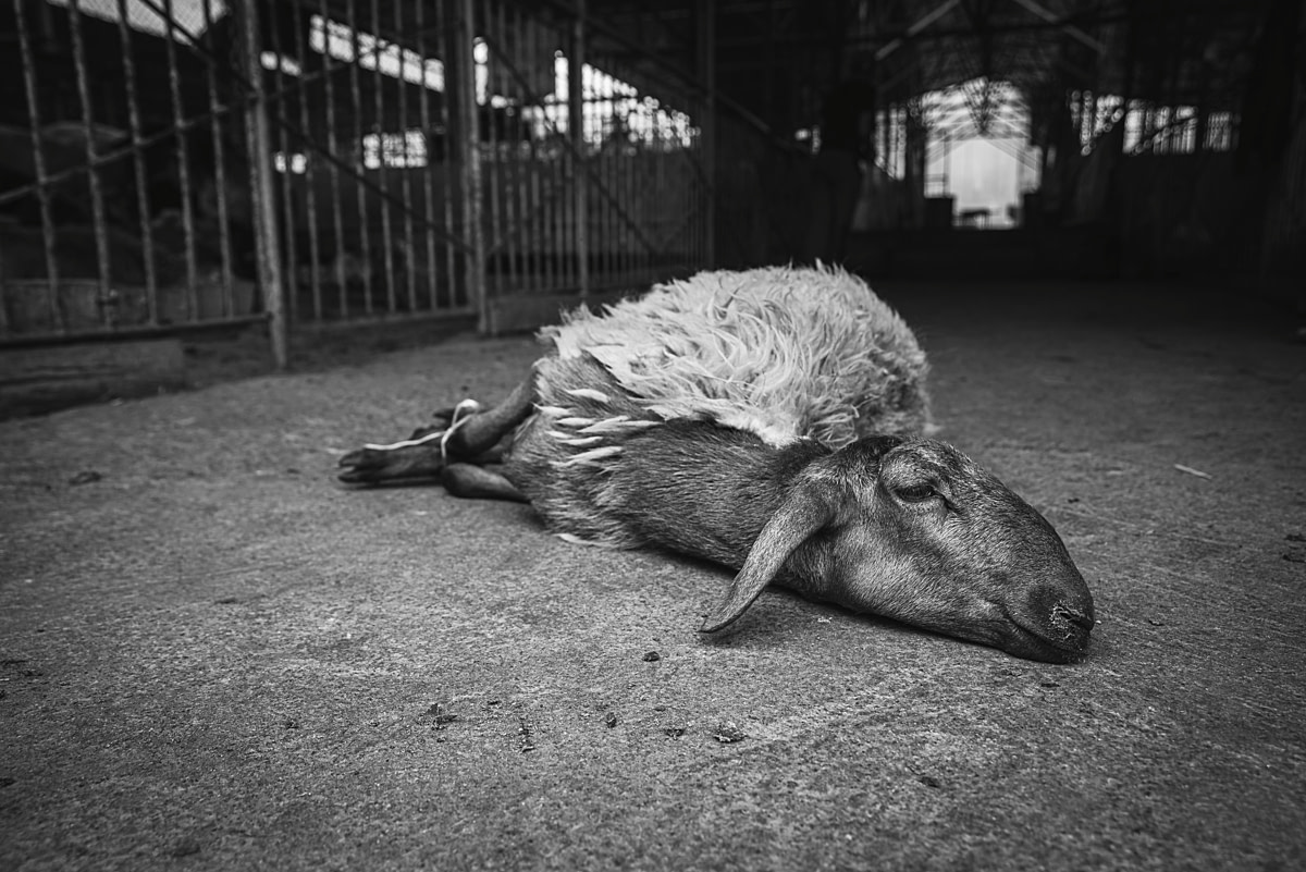 A bound sheep selected for slaughter lies with an outstretched neck on the floor of an animal market. Animals purchased at this market can optionally be slaughtered on site at the adjacent slaughterhouse. Kamenka Meat Market, Almaty Province, Kazakhstan, 2024. Bogna Wiltowska / We Animals