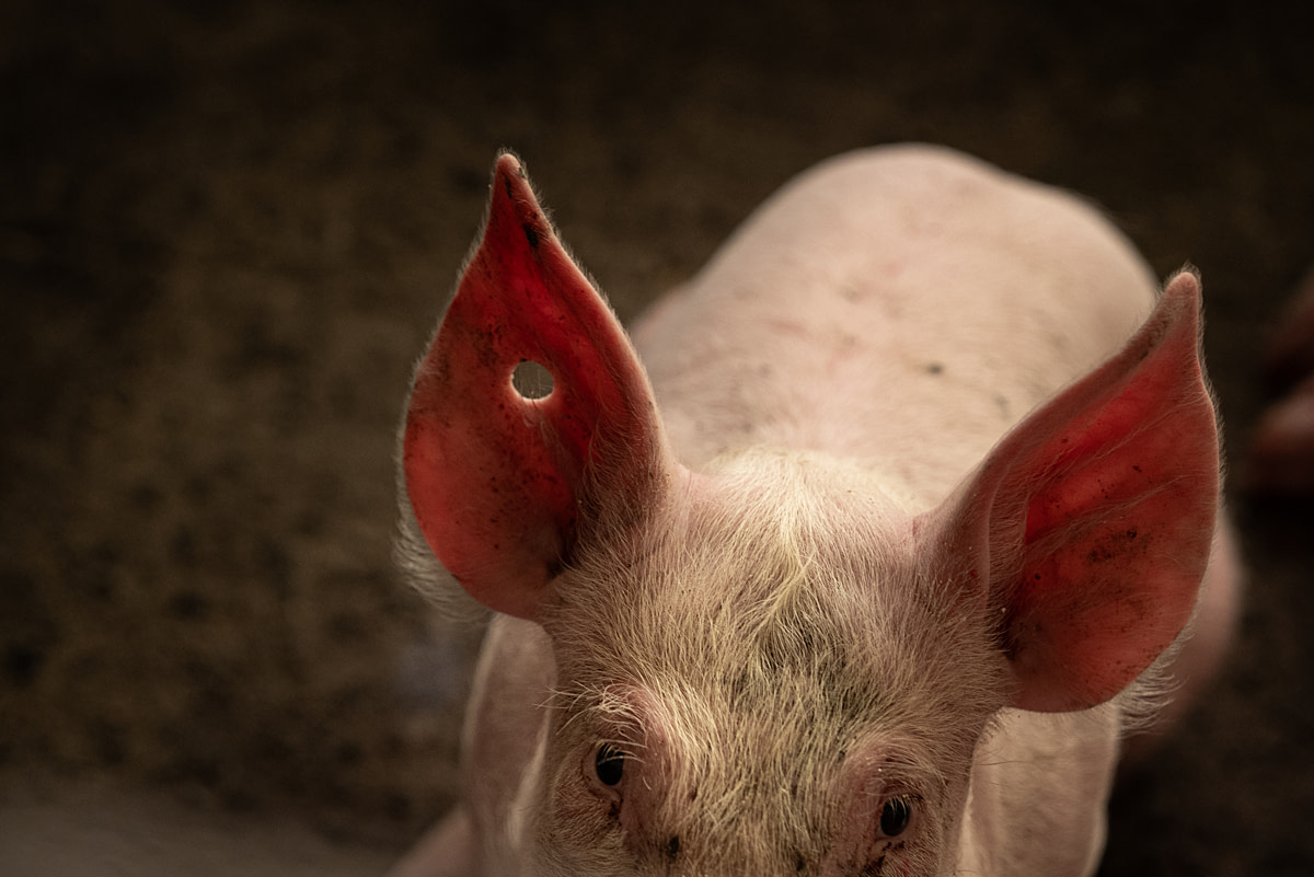 A piglet left with a hole in their ear from a missing ear tag looks up from inside an enclosure at a pig fattening farm. Undisclosed location, Santa Catarina, Brazil, 2024. Vincenzo Ricci / World Animal Protection / We Animals