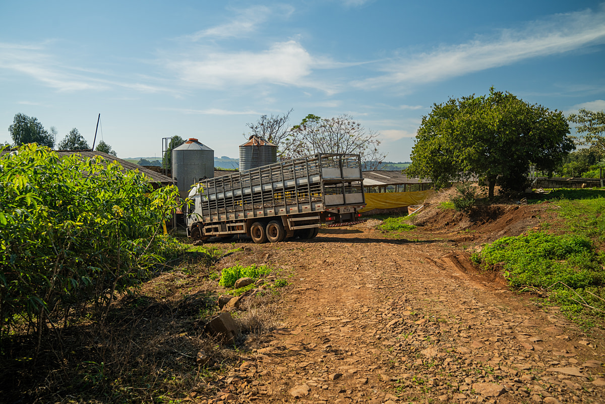 A transport truck delivering piglets arrives at a pig fattening farm. Undisclosed location, Santa Catarina, Brazil, 2024. Vincenzo Ricci / World Animal Protection / We Animals