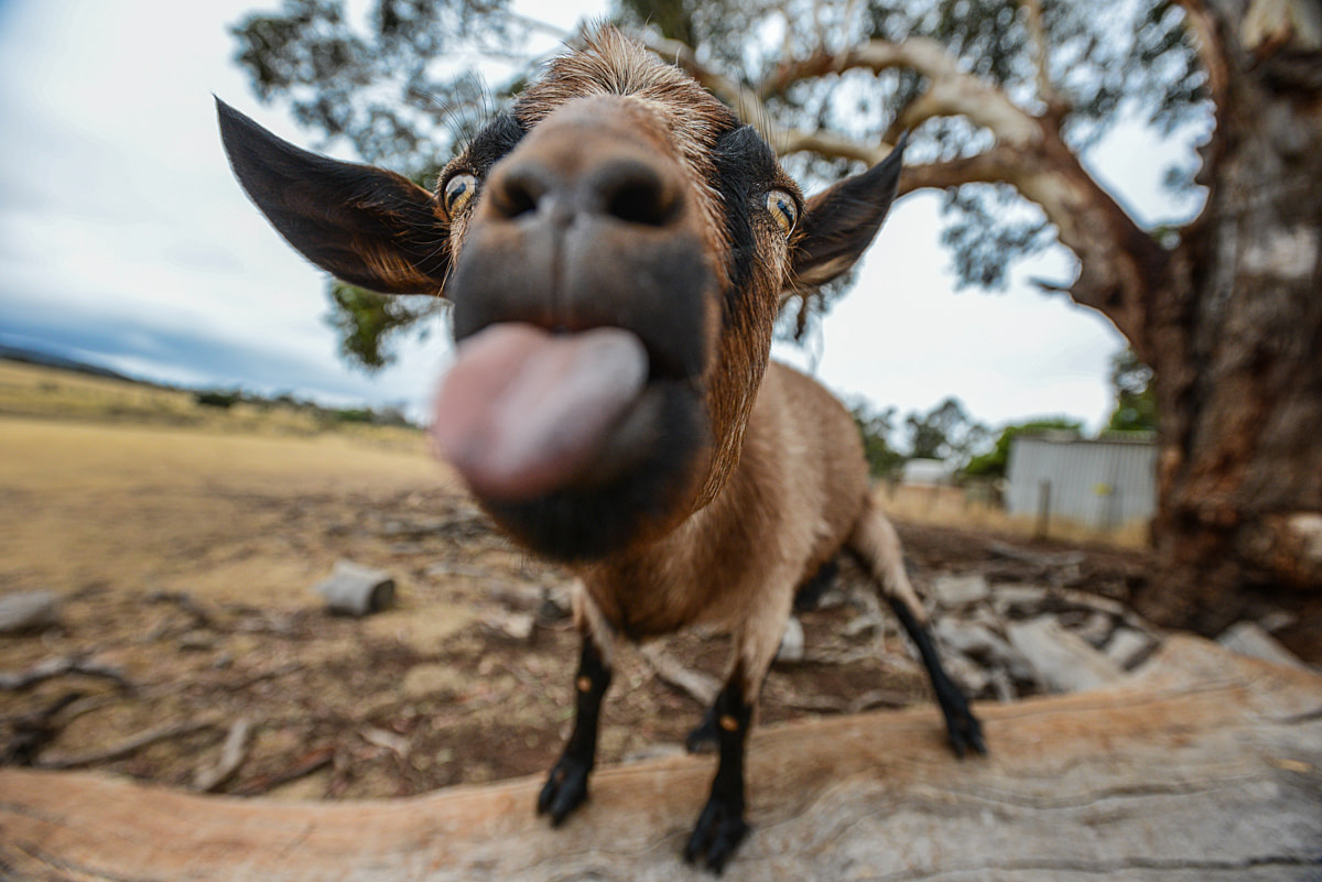A rescued goat named Kenny on a toppled tree branch at Edgar's Mission Sanctuary for farmed animals. Australia, 2013. Jo-Anne McArthur / We Animals A rescued goat named Kenny on a toppled tree branch at Edgar's Mission Sanctuary for farmed animals. Australia, 2013. Jo-Anne McArthur / We Animals
