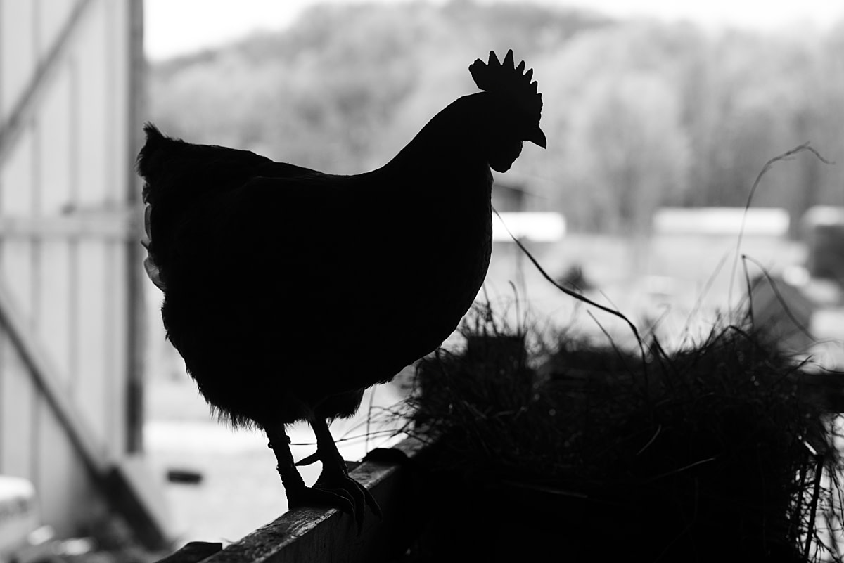 A curious hen in silhouette stands on a fence inside a barn at The Goat Conspiracy Sanctuary. Bloomington, Indiana, USA, 2025. Jo-Anne McArthur / We Animals