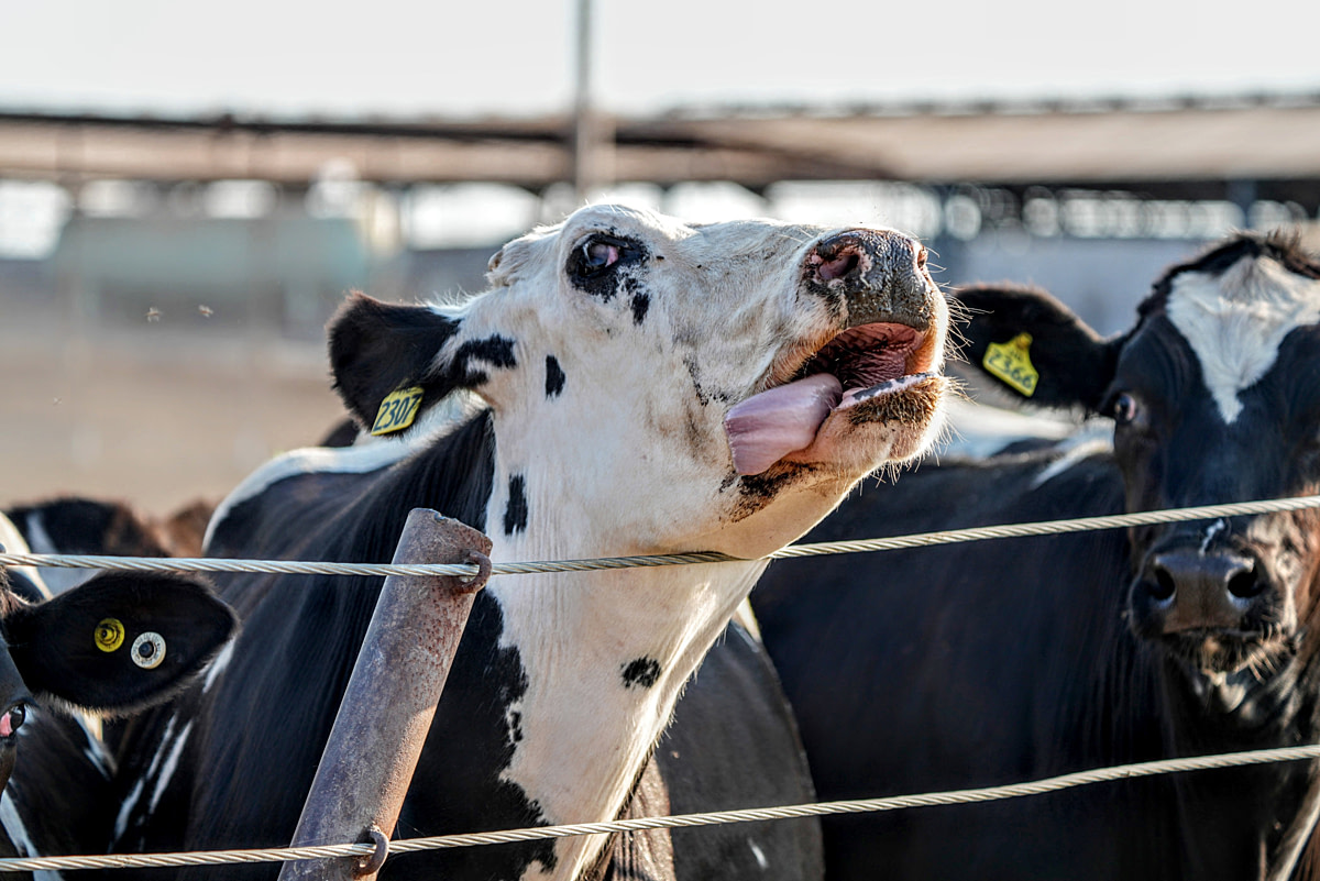 A Holstein cow with a corneal scar and marked epiphora (tearing) rolls her tongue at a dairy farm during a heatwave. A common cause of the eye condition is Infectious Bovine Keratoconjunctivitis (IBK), also known as pink eye, caused by Moraxella bovis and sometimes M. bovoculi bacteria. The condition spreads through face flies and direct contact, with risk factors including UV light, dust, flies and close contact in herds. Tongue rolling is stereotypic behaviour: repetitive, purposeless action often associated with stress, frustration or inadequate environmental stimulation, involving the cow extending and curling her tongue in and out of her mouth in continuous or rhythmic motion. Central Valley, California, USA, 2025. Crystal Heath, DVM / Our Honor / We Animals