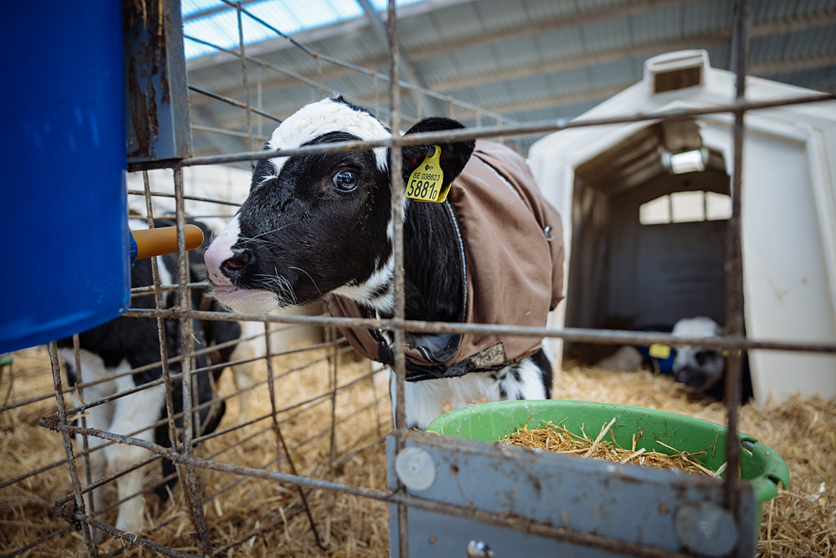 A dairy calf stands next to a feeding bucket fitted with an artificial teat while peering through the wire of their pen at a dairy farm. Sweden, 2025. Noah Marsten / Djurrattsalliansen / We Animals
