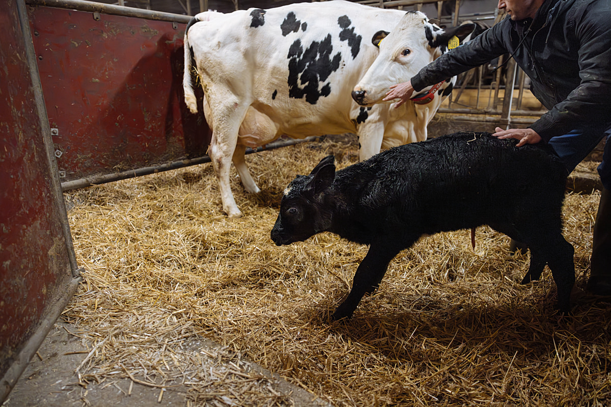 A mother dairy cow attempts to intervene as a worker takes her newborn calf away at a dairy farm. Sweden, 2025. Noah Marsten / Djurrattsalliansen / We Animals