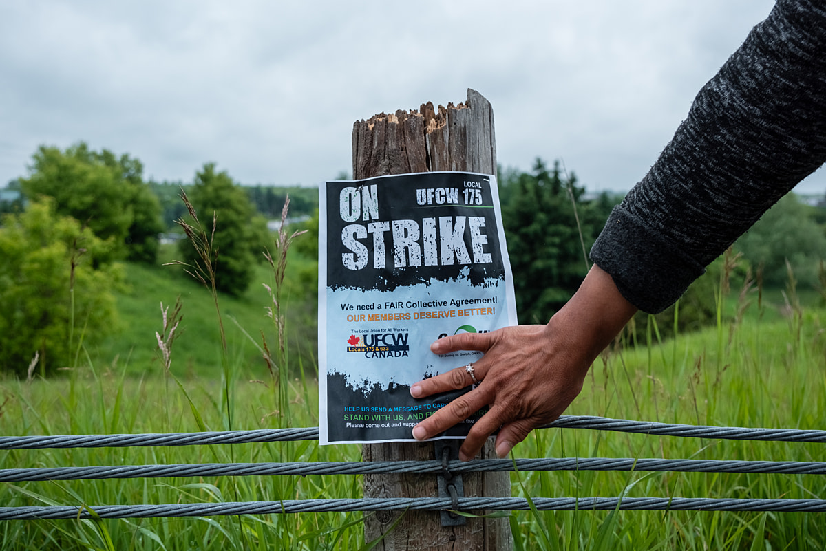 A worker places a strike notice poster on a post outside a Cargill, Inc. cattle slaughterhouse while the worker's union negotiates for better wages and working conditions. Guelph, Ontario, Canada, 2024. Ira Moon / We Animals