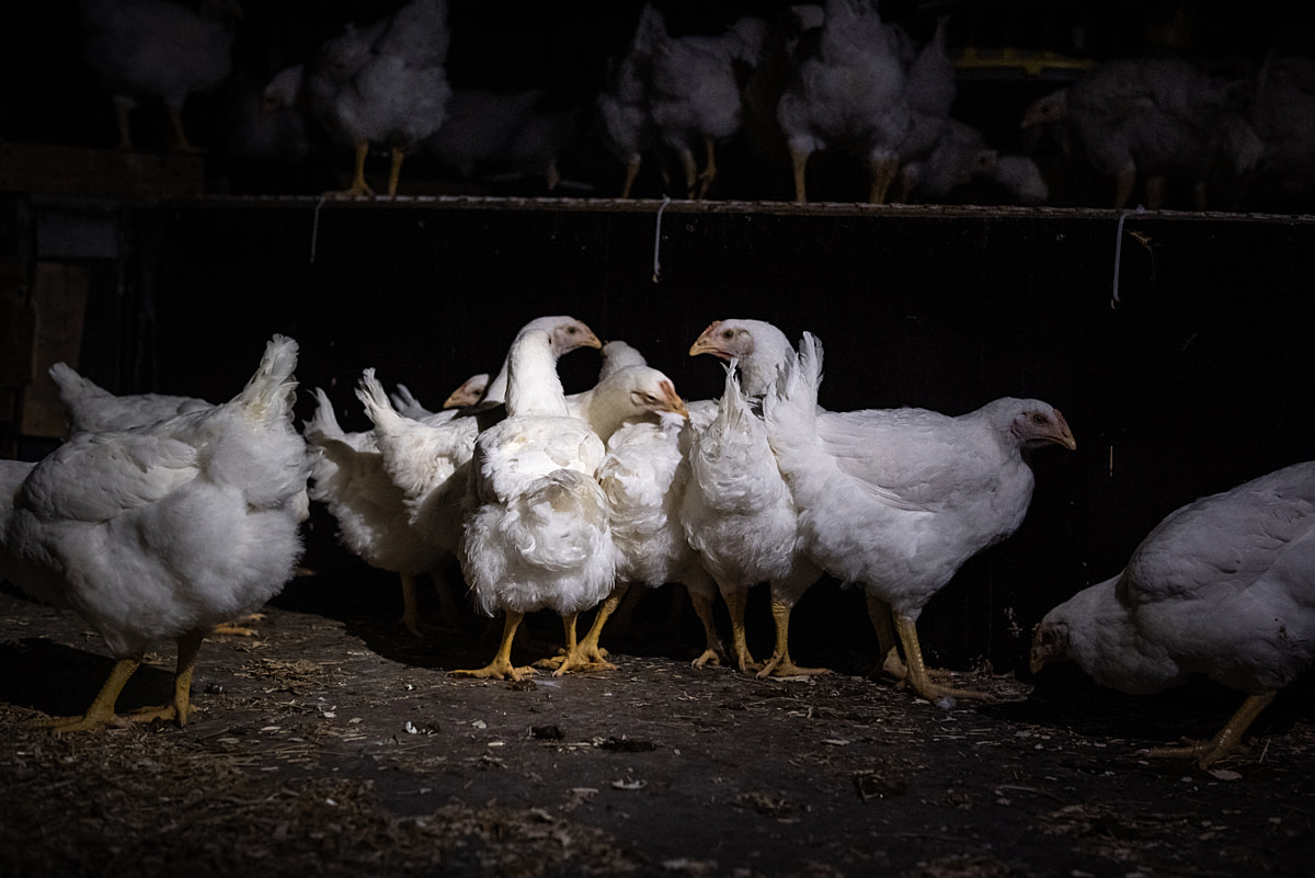Young hens huddle together on the floor of a broiler breeder farm. Undisclosed location, Canada, 2025. Ira Moon / We Animals