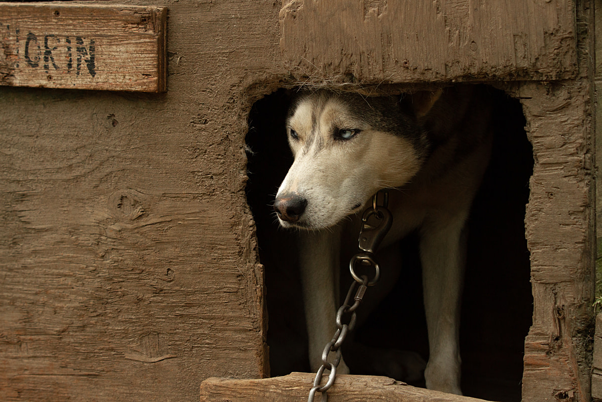 Constrained by a chain and unable to move farther away, Thorin, a shy dog at a dog-sledding operation, peers out while taking refuge in his shelter after being approached. Aventures Nord-Bec, Stoneham-et-Tewkesbury, Quebec, Canada, 2025. Julie LP / We Animals