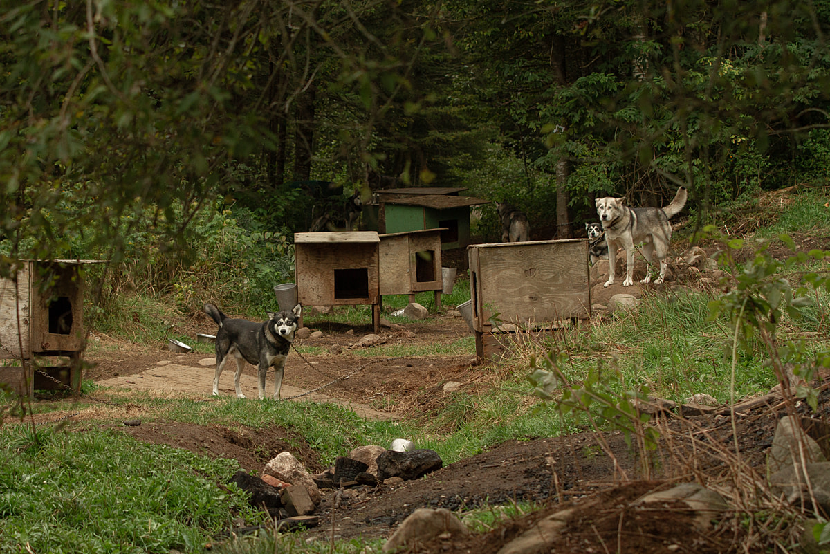 Confined dogs chained to small wooden shelters, where they live year-round, stare over while standing on worn ground near a burn pile at a dog-sledding operation. They become curious and excited when approached. Aventures Nord-Bec, Stoneham-et-Tewkesbury, Quebec, Canada, 2025. Julie LP / We Animals