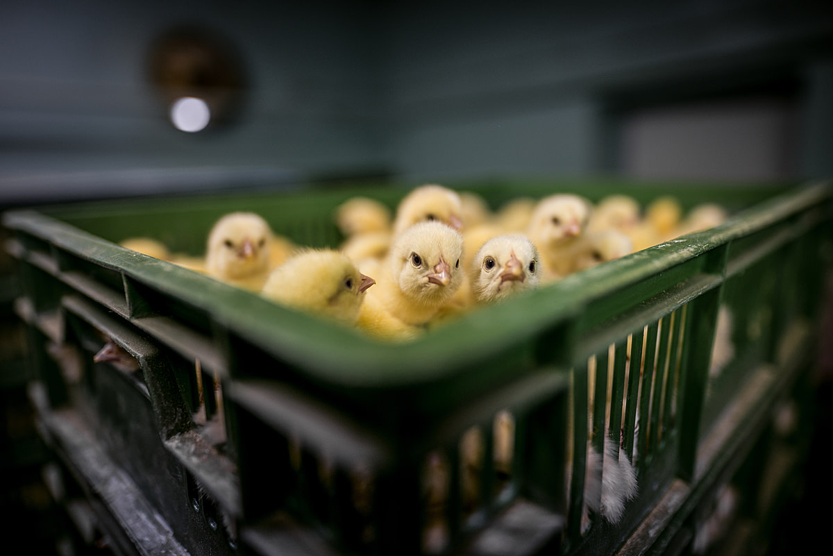Day-old chicks sit packed into transport crates at an industrial hatchery. During transport to farms, they are often unprotected from heat and cold. Poland, 2019. Konrad Lozinski / HIDDEN / We Animals Media