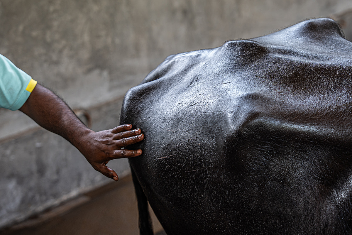 A mother husky or husky-mix dog lies with her young pups inside a cramped indoor enclosure at a dog-sledding operation. Aventures Nord-Bec, Stoneham-et-Tewkesbury, Quebec, Canada, 2025. Monroe Styles / We Animals