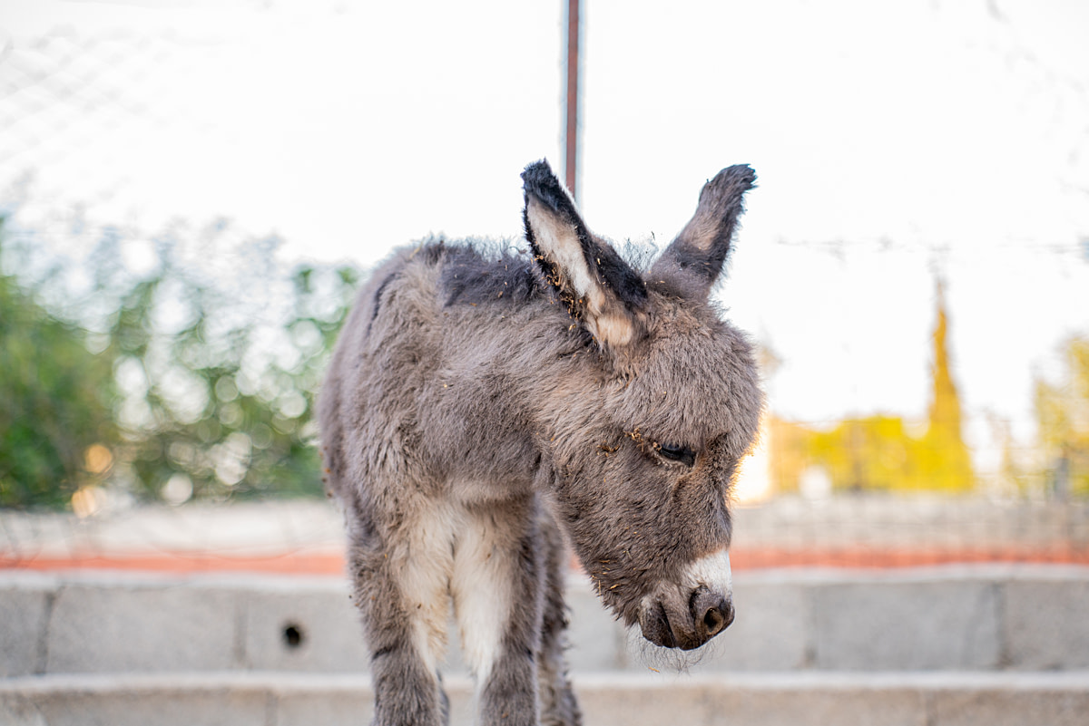 Una cría de burro enferma, de pocos días de edad, permanece de pie con la cabeza caída en una granja de producción de leche de burra. La cría ha recibido medicamentos administrados por los trabajadores de la granja en un intento de recuperar la salud del joven animal. Kepez, Antalya, Provincia de Antalya, Región Mediterránea, Turquía, 2023. Havva Zorlu / We Animals