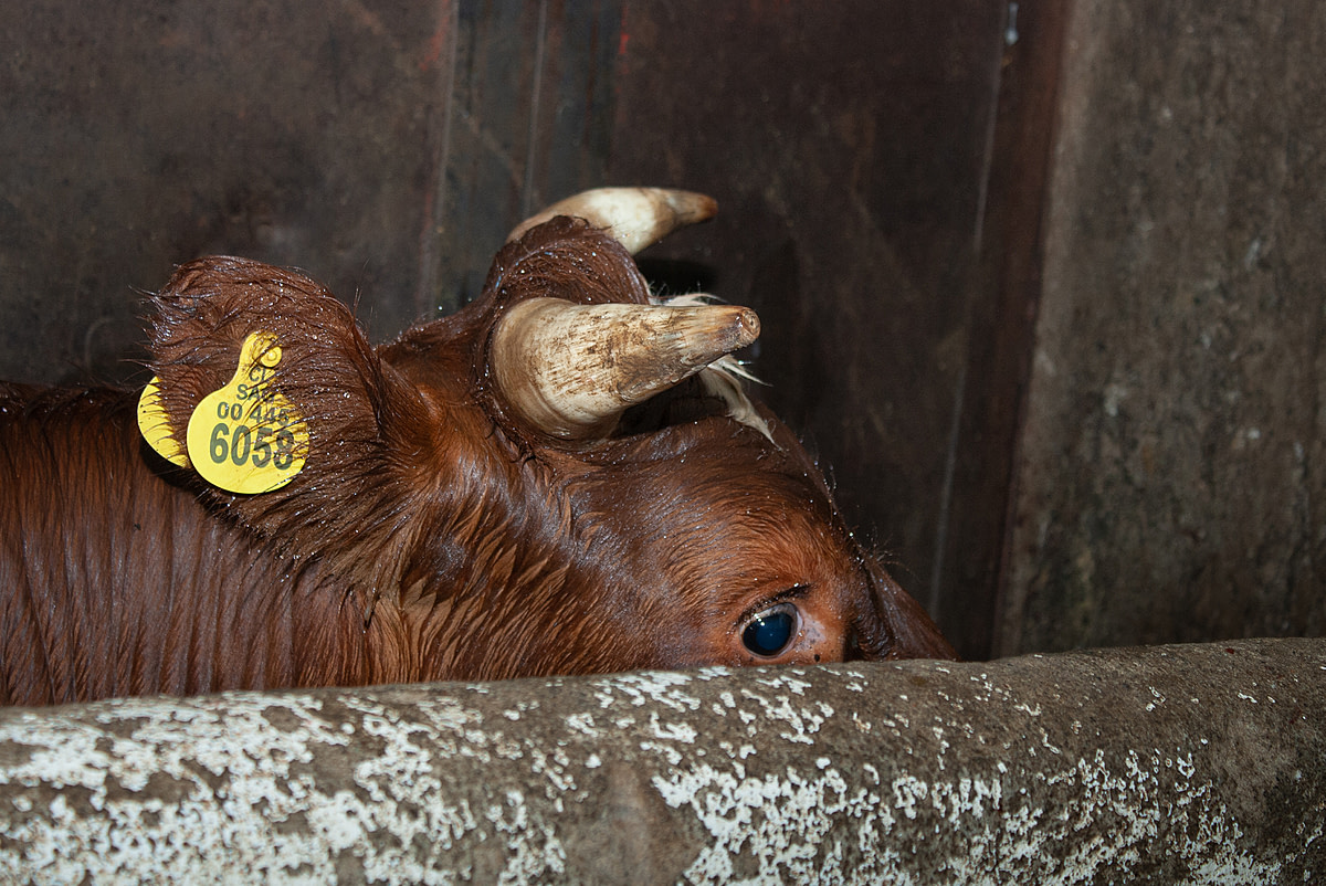 A terrified cow waits to enter the body restrain system where she will be stunned with a captive bolt. Chile, 2012. Gabriela Penela / We Animals