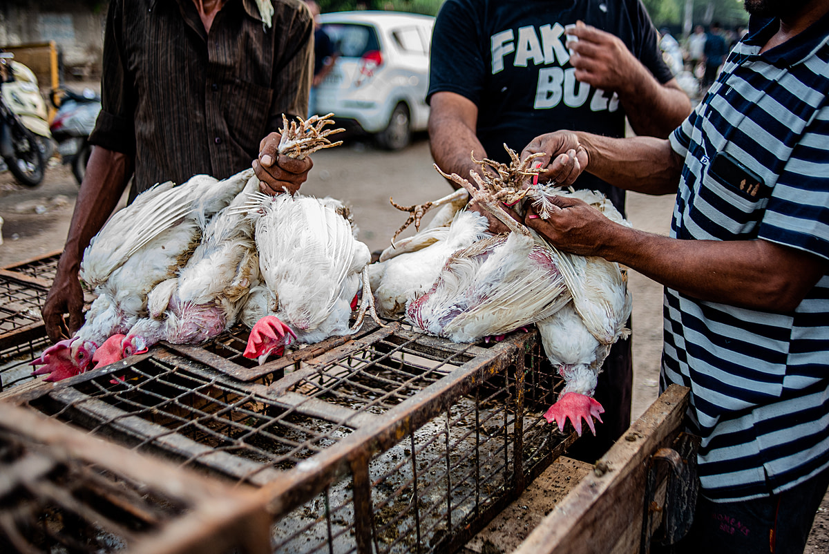Vendors tie the legs of hens after counting them into a bunch. This makes it easier to transport the live birds and to stop the chickens from escaping. India, 2021. S. Chakrabarti / We Animals