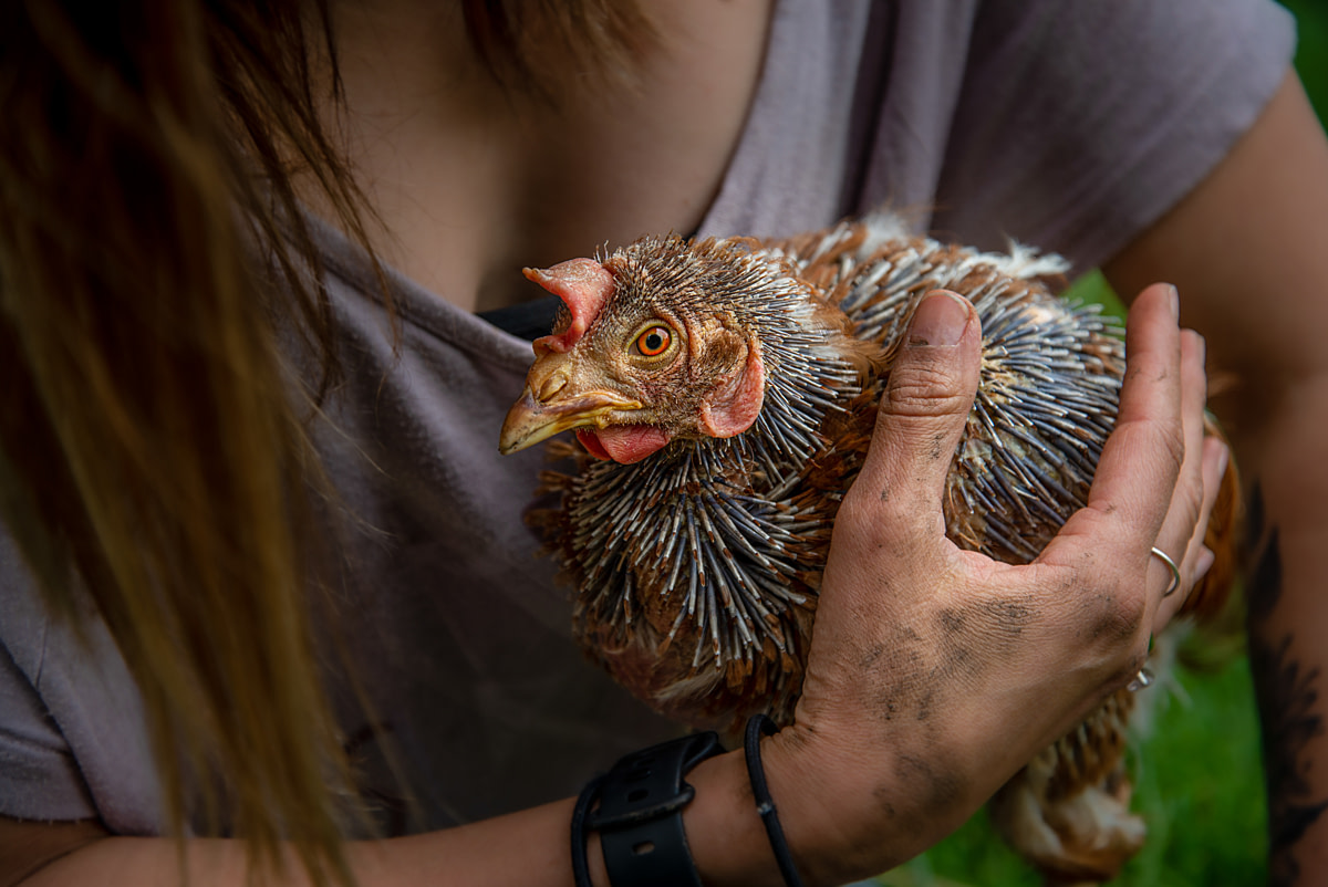Zelda is a hen who was rescued by Pear Tree Farm. She was picked on by the other hens and now seeks attention and comfort from people. Here she is having a cuddle and you can see her feathers starting to come back. Pear Tree Farm Animal Sanctuary, Wells, Somerset, United Kingdom, 2021. James Gibson / We Animals