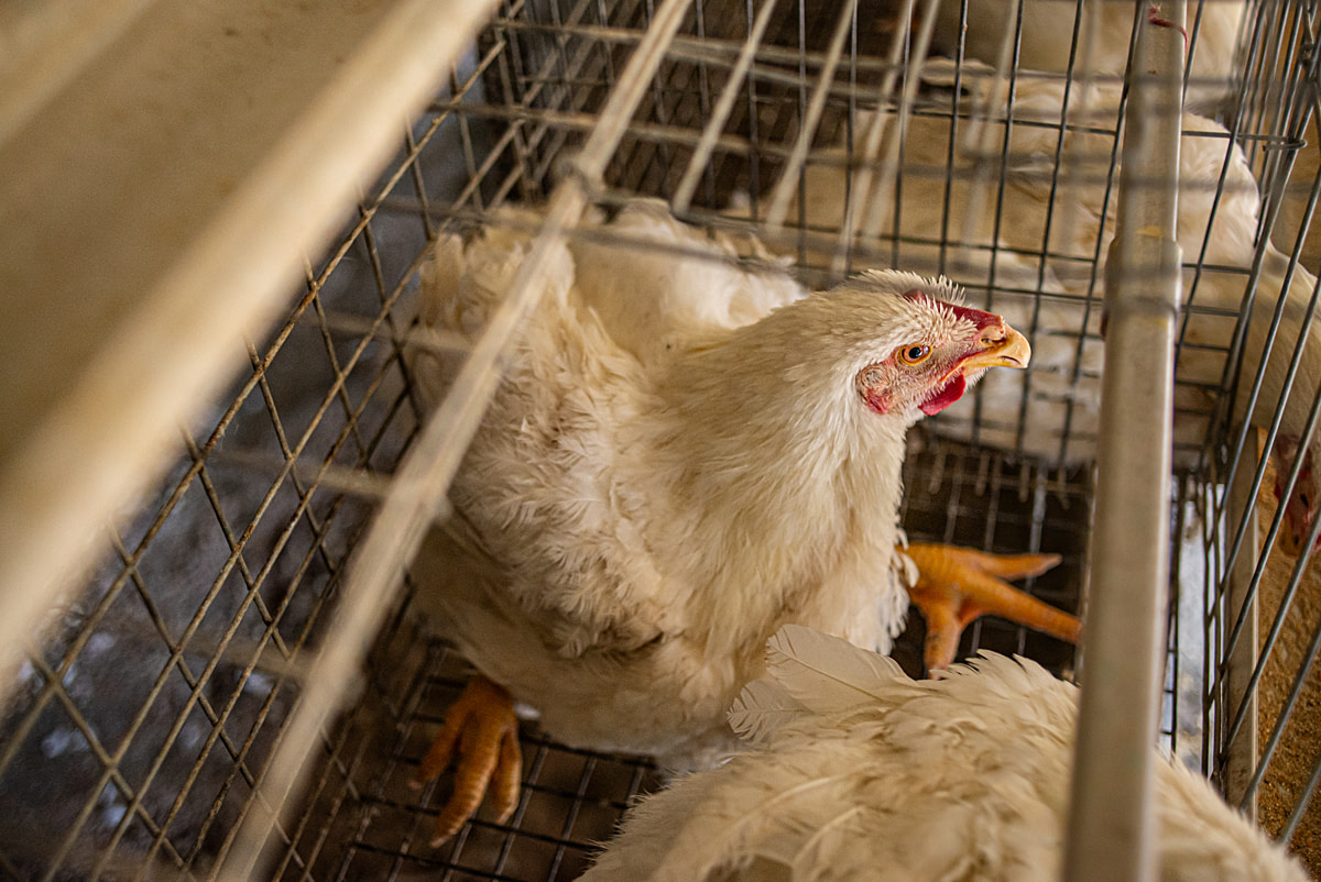 A hen with abnormally thick or possibly swollen feet sits with splayed legs on the wire floor of a battery cage at a chicken parent farm. Kot Ukhalchana Village, Jhajjar, Haryana, India, 2024. Shatabdi Chakrabarti / Open Wing Alliance / We Animals