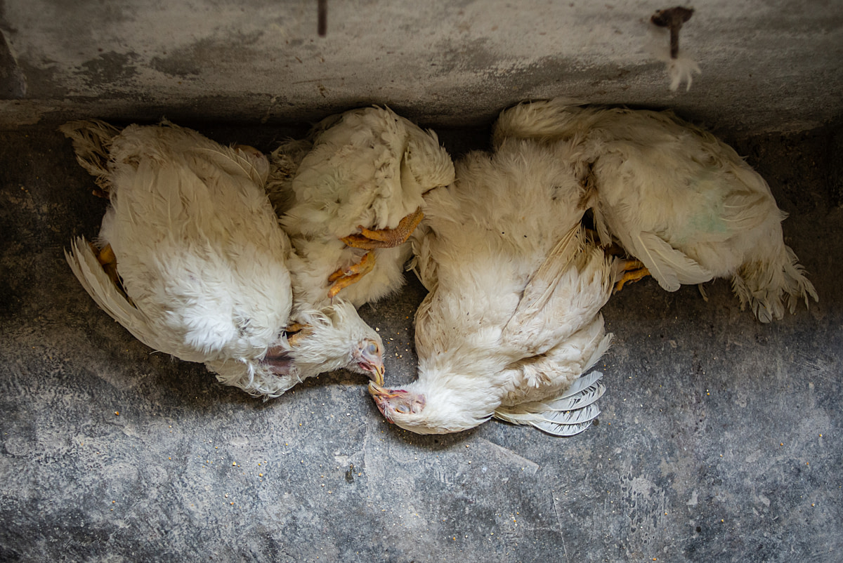 Dead chickens lie in a pile on the floor at a chicken parent farm. Their bodies will remain there until workers remove them for disposal at the end of each day or the following morning. Kot Ukhalchana Village, Jhajjar, Haryana, India, 2024. Shatabdi Chakrabarti / Open Wing Alliance / We Animals