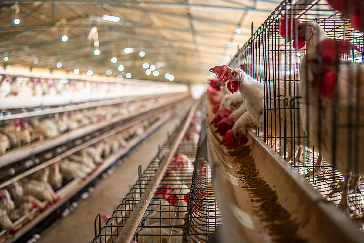 A hen peers out through the metal bars of a battery cage at an egg production farm. Each cage contains four to five birds who constantly struggle for space. Hundreds of similar cages filled with thousands of hens stretch the length of this laying shed. Undisclosed, Rewari, Haryana, India, 2024. Shatabdi Chakrabarti / Open Wing Alliance / We Animals