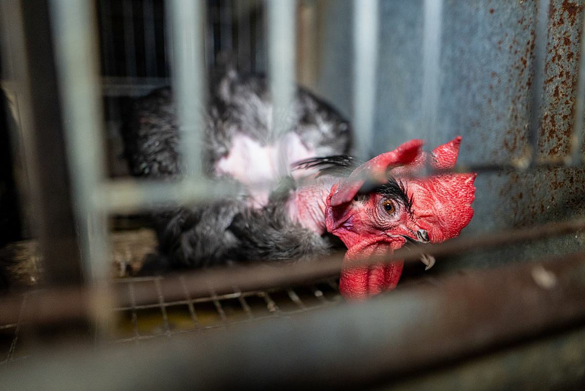 A hen peers out from a tiny cage at an intensive chicken breeding farm that supplies chicks for the layer and meat industries. Sasso, Sabres, Nouvelle-Aquitaine, France, 2025. Association L214 / Open Wing Alliance / We Animals