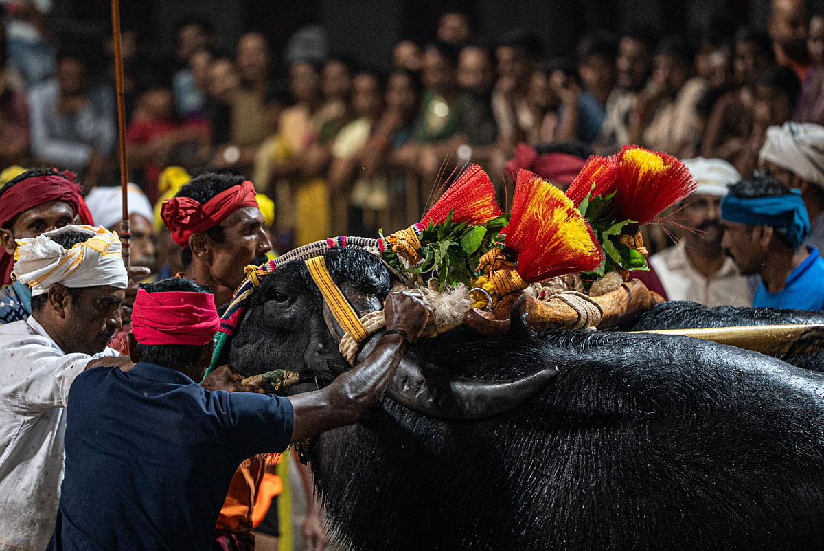 A chained dog peers out of a small shelter at a dog-sledding operation. The shelter consists of a plastic barrel inside an elevated wooden box. Passion Husky, Saint-Nicolas, Quebec, Canada, 2025. Monroe Styles / We Animals