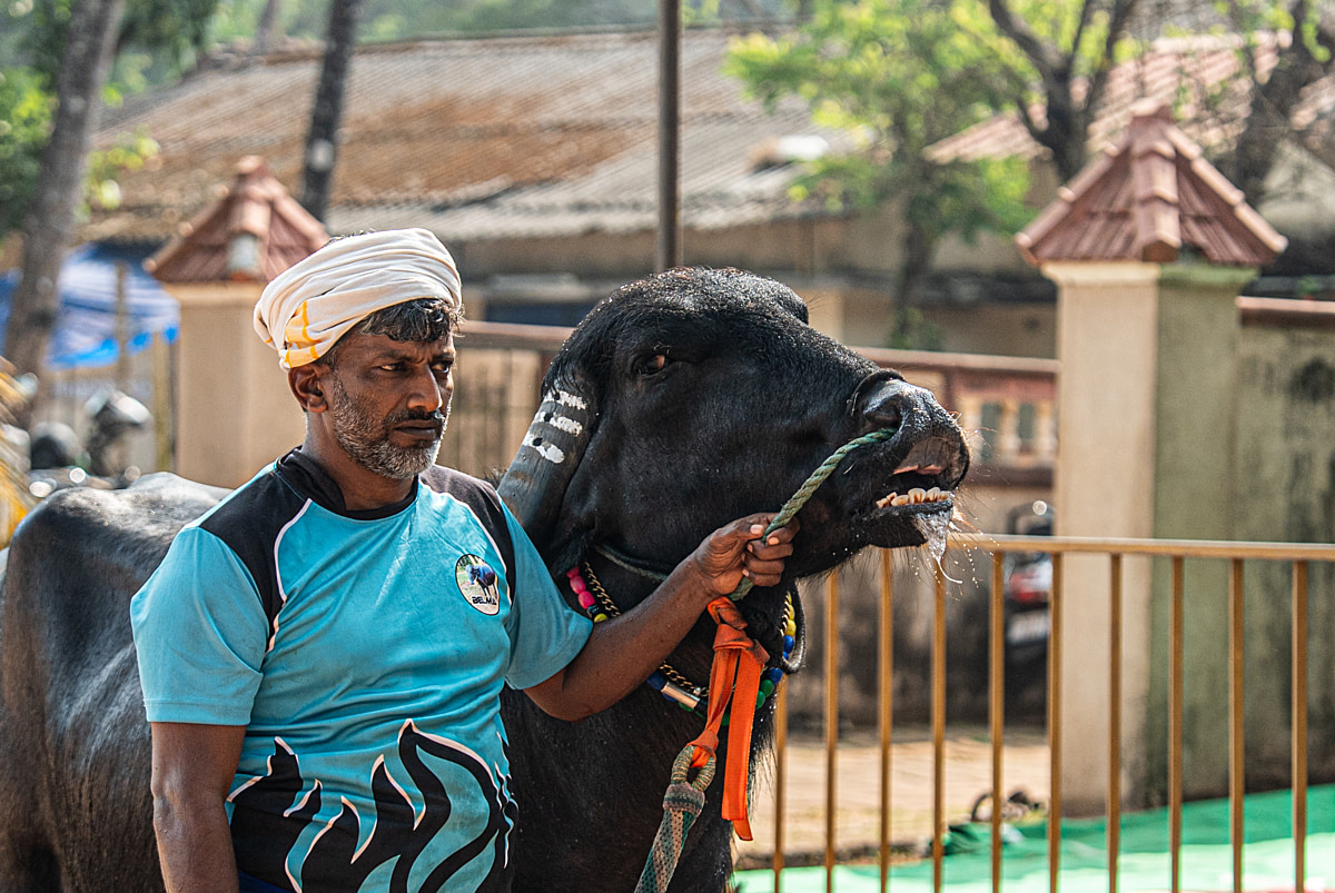 Husky and husky mixed-breed dogs, some unchained, play and roughhouse in a group enclosure at a dog-sledding operation. Passion Husky, Saint-Nicolas, Quebec, Canada, 2025. Monroe Styles / We Animals
