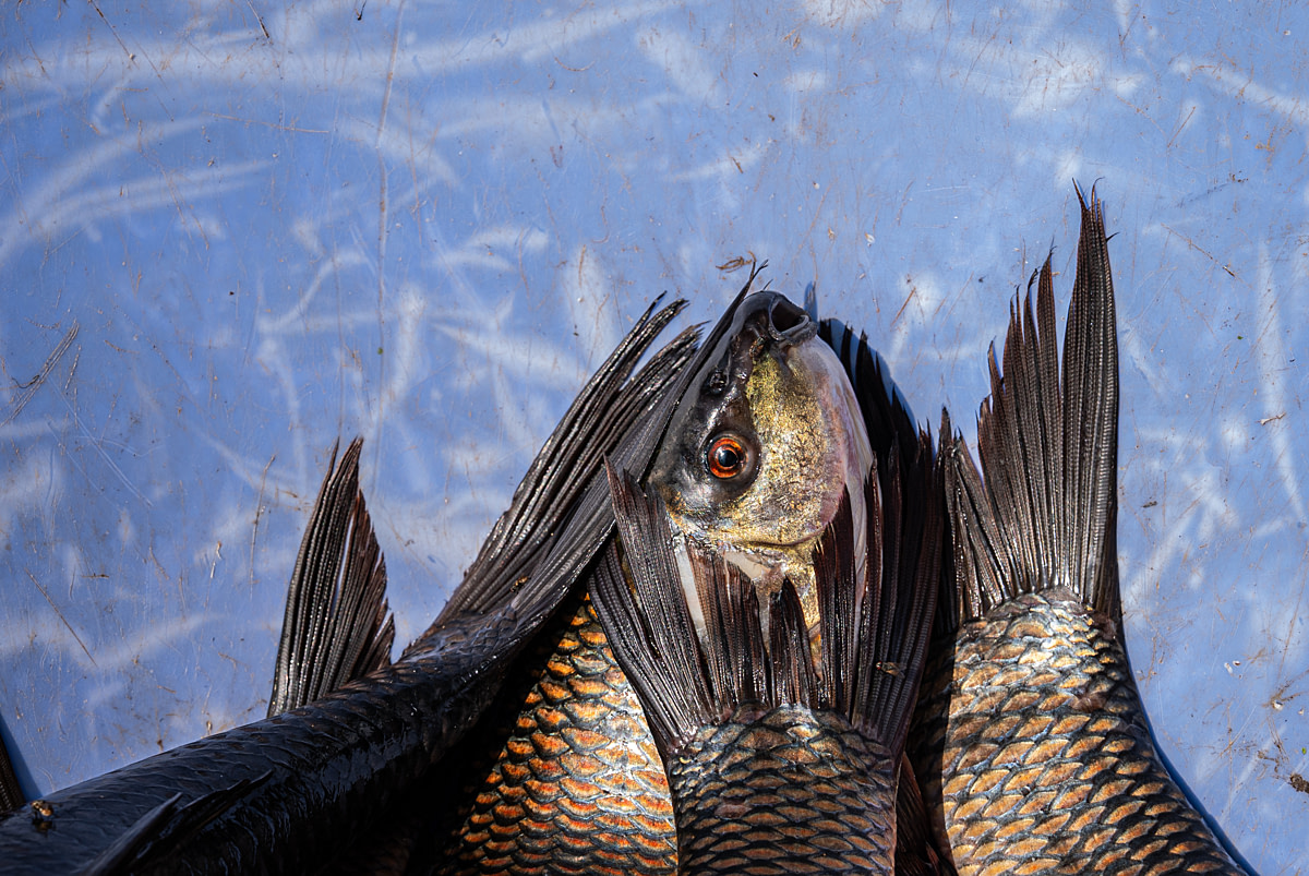 A dead rohu lies with their mouth open among other fish in a plastic tub at a fish market. Akividu Fish Market, Akividu, Andhra Pradesh, India, 2025. Shatabdi Chakrabarti / Samayu / We Animals