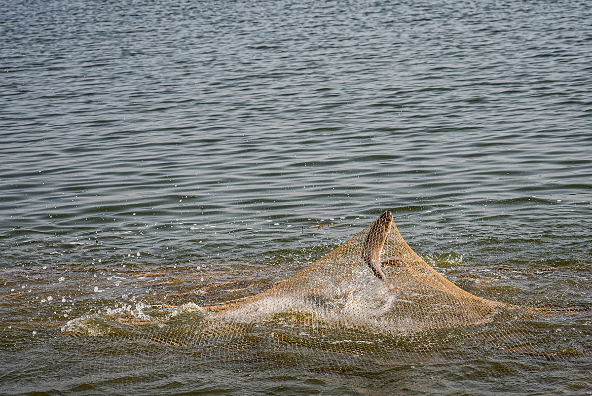 Rohu and catla inside a net leap from the water, struggling for space and hitting the top of the net as it is tightened and pulled to shore during a morning harvest at a fish farm. Undisclosed location, Seesali Village, Andhra Pradesh, India, 2025. Shatabdi Chakrabarti / Samayu / We Animals