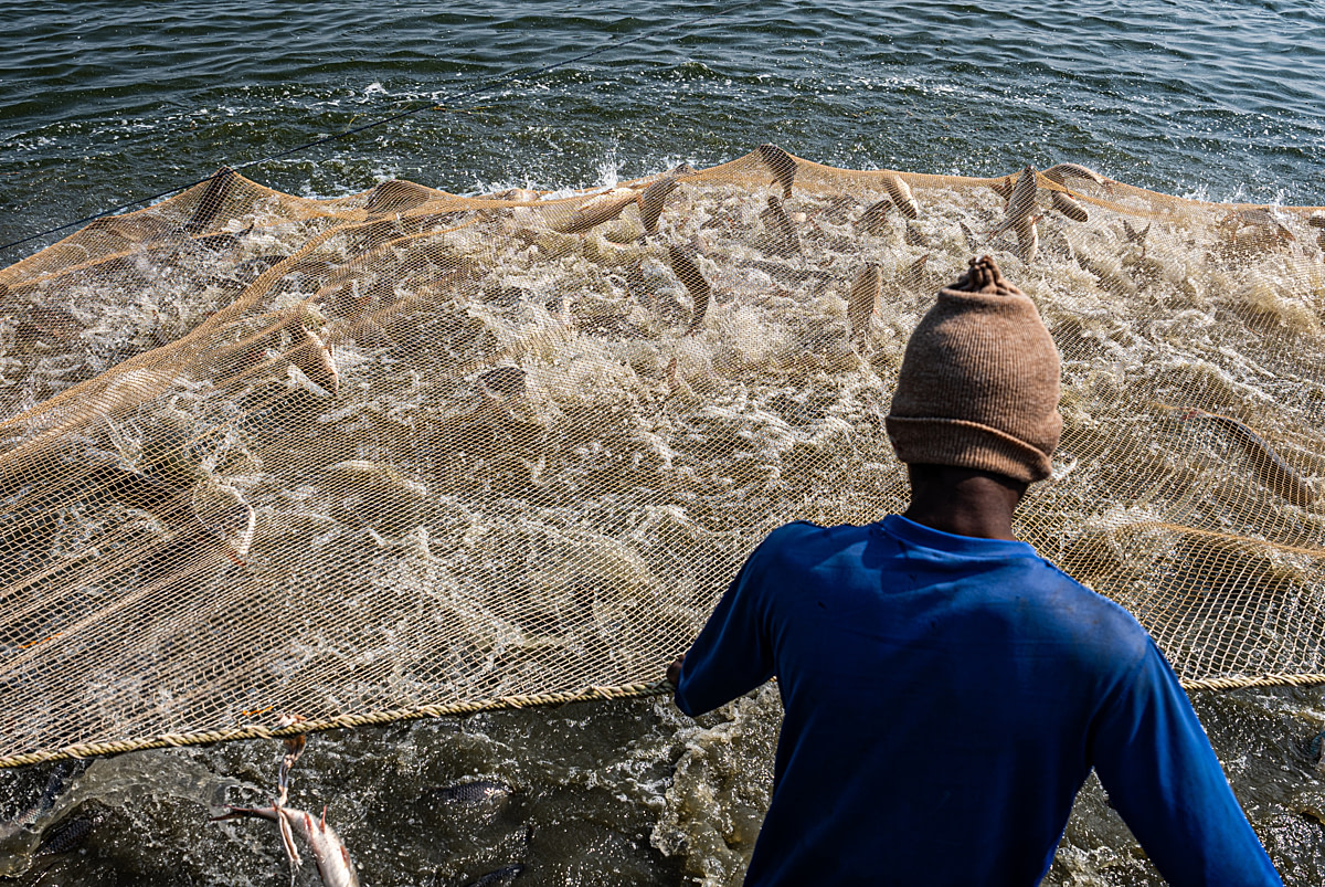 Captured rohu and catla leap from the water, struggling for space and hitting the top of a net as workers tighten and pull the net to shore during a morning harvest at a fish farm. Undisclosed location, Seesali Village, Andhra Pradesh, India, 2025. Shatabdi Chakrabarti / Samayu / We Animals