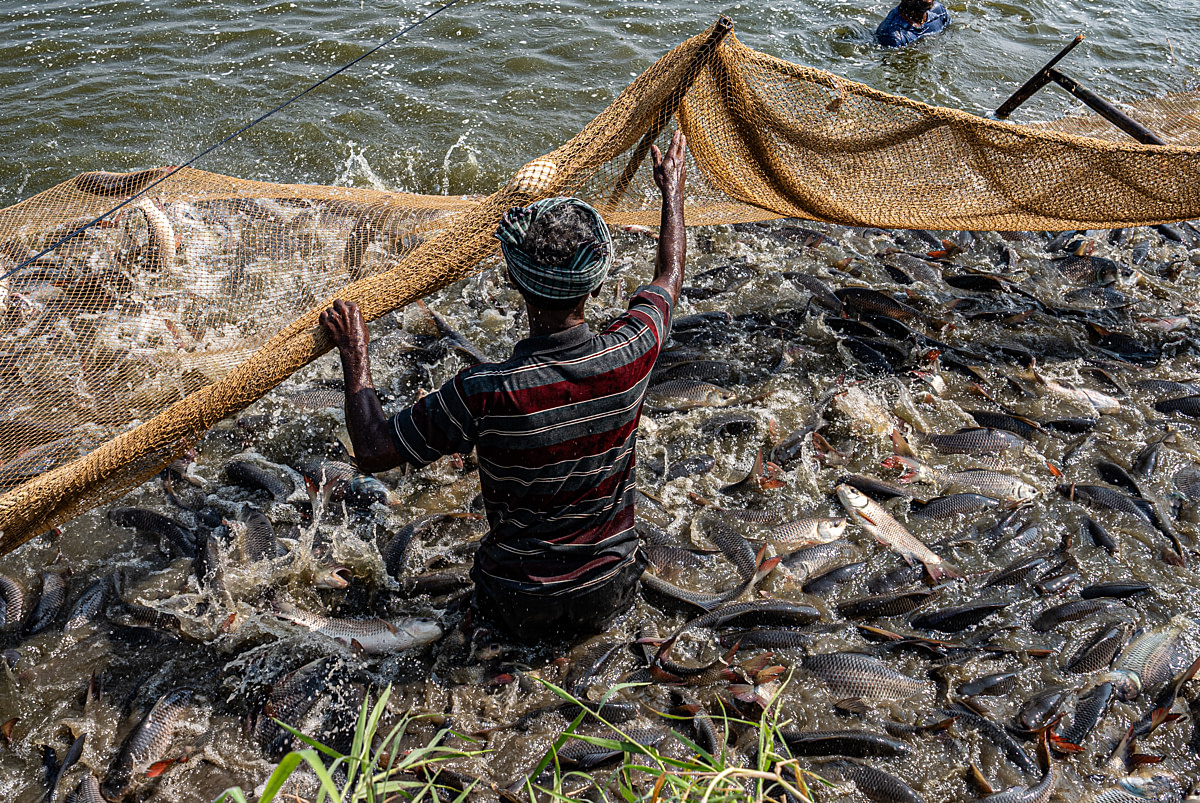 Rohu and catla inside a net leap from the water, struggling for space and hitting its top during a morning harvest at a fish farm. A worker stands amid the fish, helping to tighten and pull the net to shore. Undisclosed location, Seesali Village, Andhra Pradesh, India, 2025. Shatabdi Chakrabarti / Samayu / We Animals