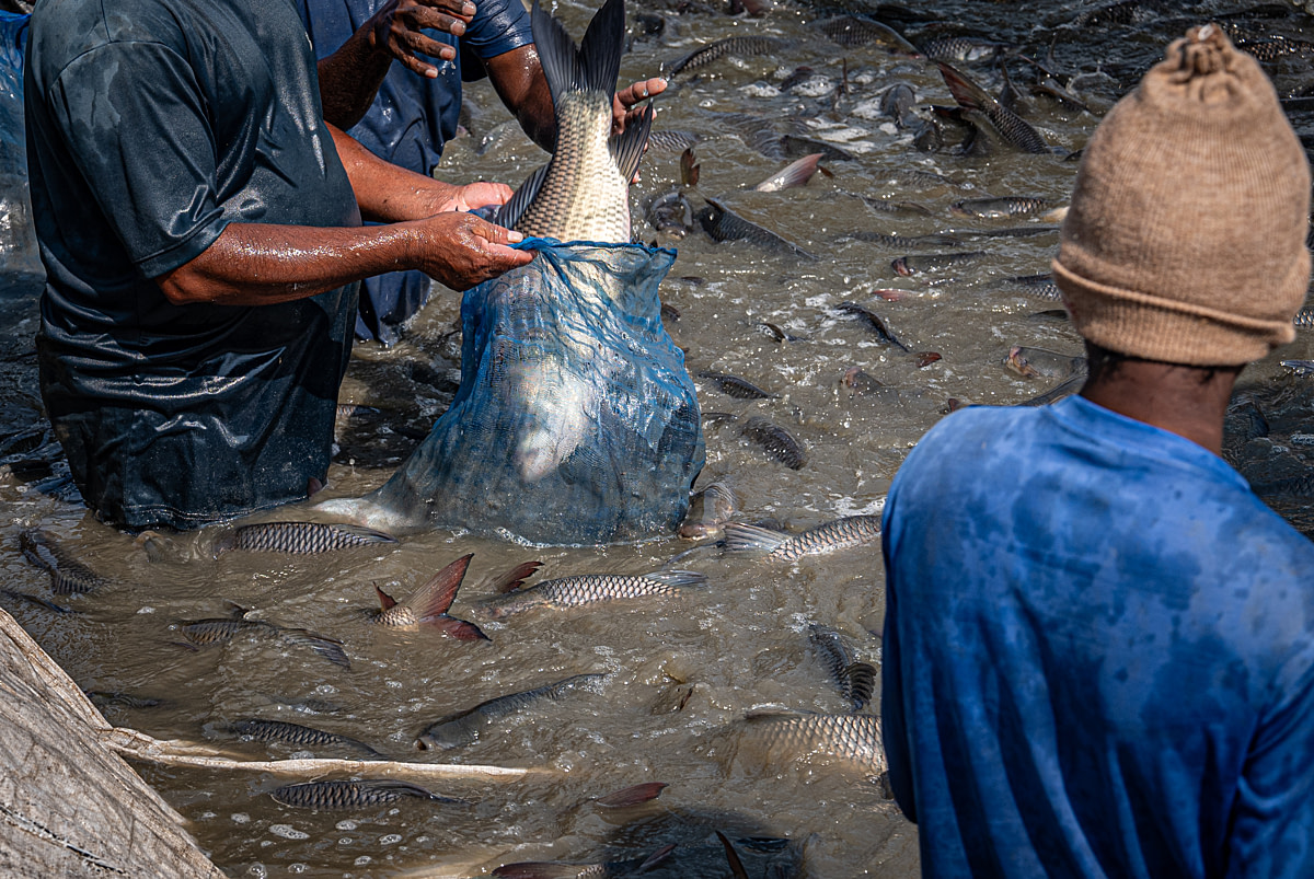 A live catla is dropped into a nylon sack during a morning harvest of catla and rohu at a fish farm. Workers first collect the larger and heavier catla separately, then the rohu. Undisclosed location, Seesali Village, Andhra Pradesh, India, 2025. Shatabdi Chakrabarti / Samayu / We Animals