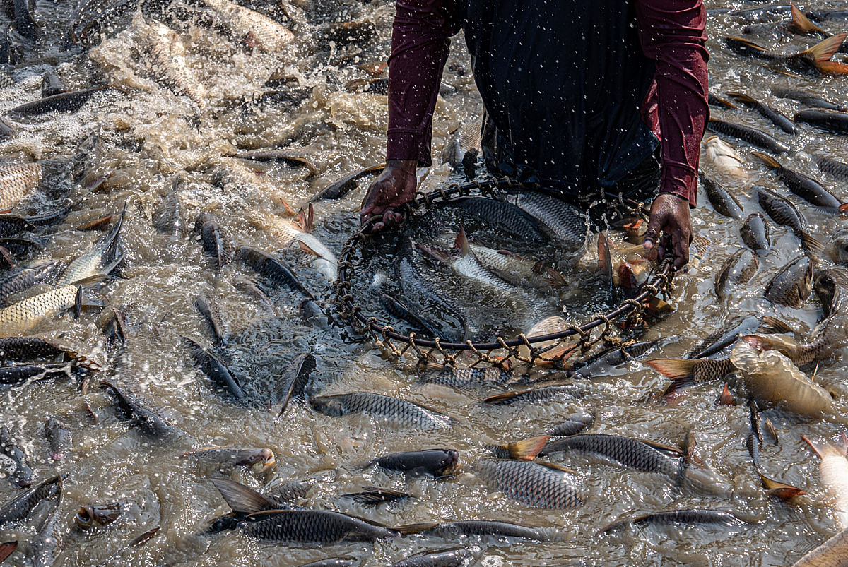 Rohu and catla struggle for space inside a net as a worker scoops some of the fish into a rope basket to remove them from the net during a morning harvest at a fish farm. Undisclosed location, Seesali Village, Andhra Pradesh, India, 2025. Shatabdi Chakrabarti / Samayu / We Animals
