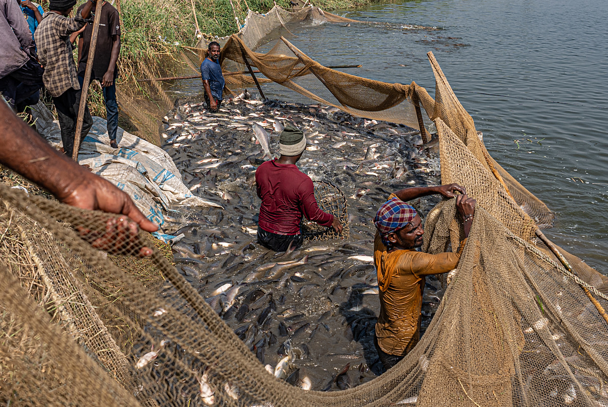 Workers pull a net filled with fish to shore during a morning harvest of rohu and catla at a fish farm. Undisclosed location, Seesali Village, Andhra Pradesh, India, 2025. Shatabdi Chakrabarti / Samayu / We Animals