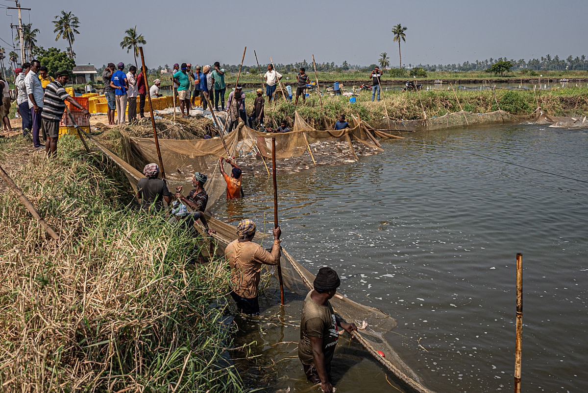 Workers pull a net filled with fish to shore during a morning harvest of rohu and catla at a fish farm. Undisclosed location, Seesali Village, Andhra Pradesh, India, 2025. Shatabdi Chakrabarti / Samayu / We Animals