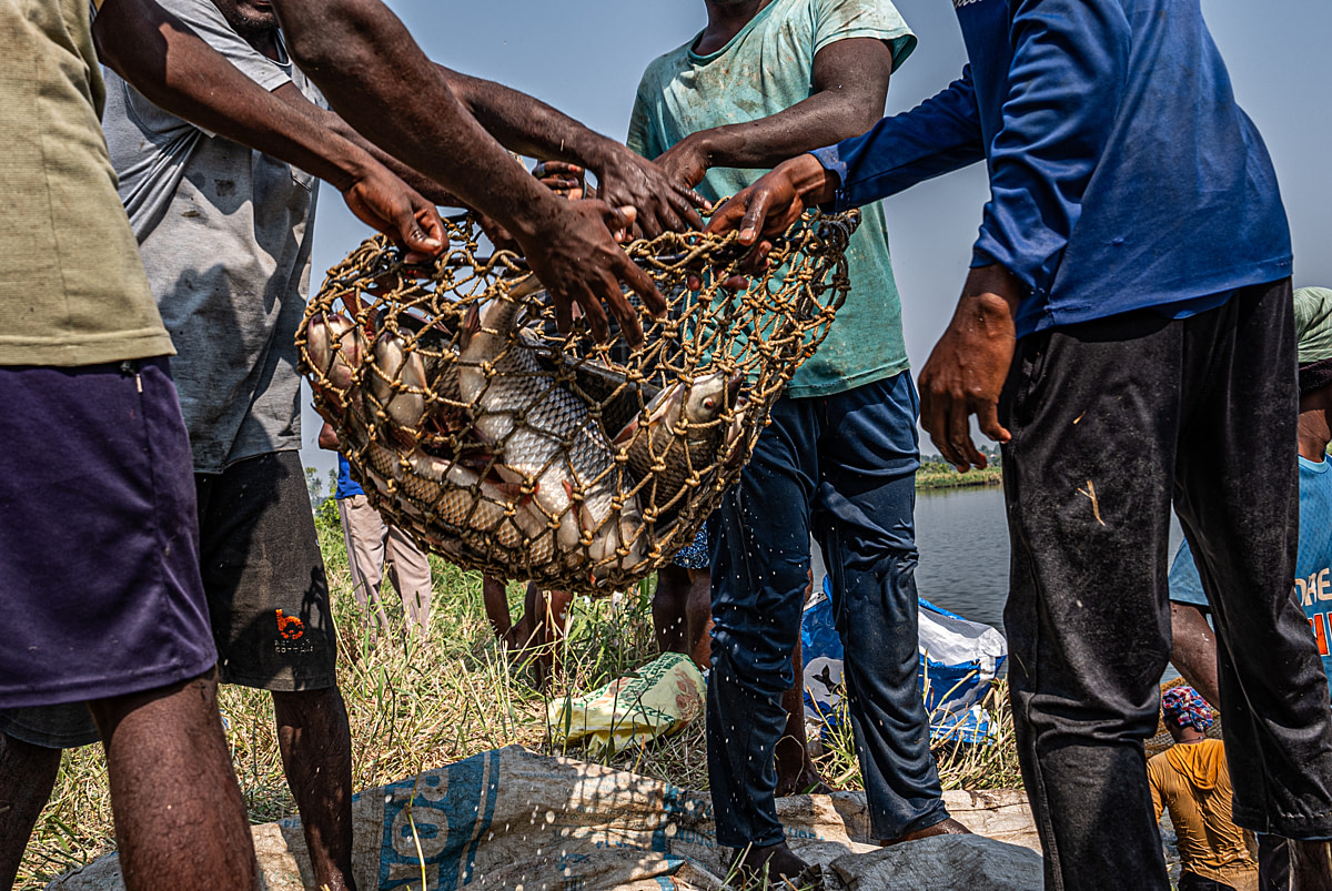 A line of workers use rope baskets to manually transfer live rohu and catla from a pond during a morning harvest at a fish farm. Undisclosed location, Seesali Village, Andhra Pradesh, India, 2025. Shatabdi Chakrabarti / Samayu / We Animals