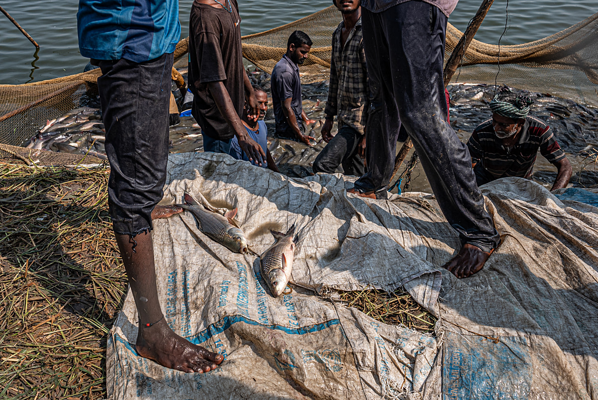 Live Indian carp gasp as they lie on a tarp after falling from a collection basket during a morning harvest at a fish farm. Undisclosed location, Seesali Village, Andhra Pradesh, India, 2025. Shatabdi Chakrabarti / Samayu / We Animals