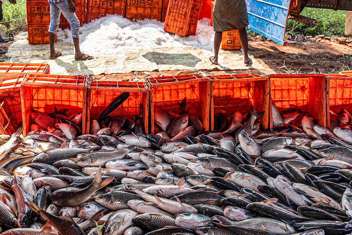 Workers break ice in the background as live rohu and catla writhe and suffocate in a temporary holding pit made from plastic crates during a morning harvest at a fish farm. Undisclosed location, Seesali Village, Andhra Pradesh, India, 2025. Shatabdi Chakrabarti / Samayu / We Animals