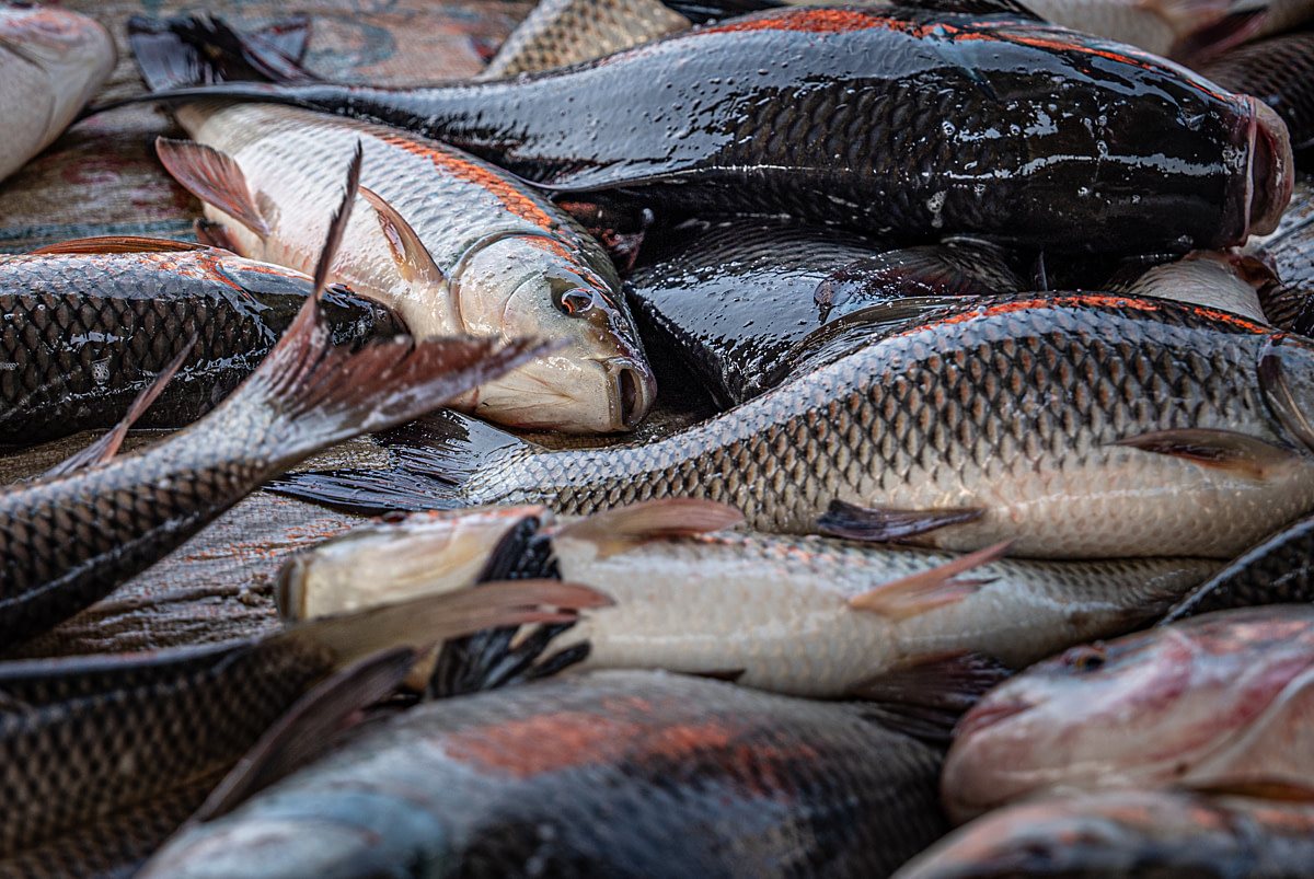 Live rohu and catla with rolled eyes and open mouths gasp as they suffocate in a holding pit during a morning harvest at a fish farm. Undisclosed location, Seesali Village, Andhra Pradesh, India, 2025. Shatabdi Chakrabarti / Samayu / We Animals
