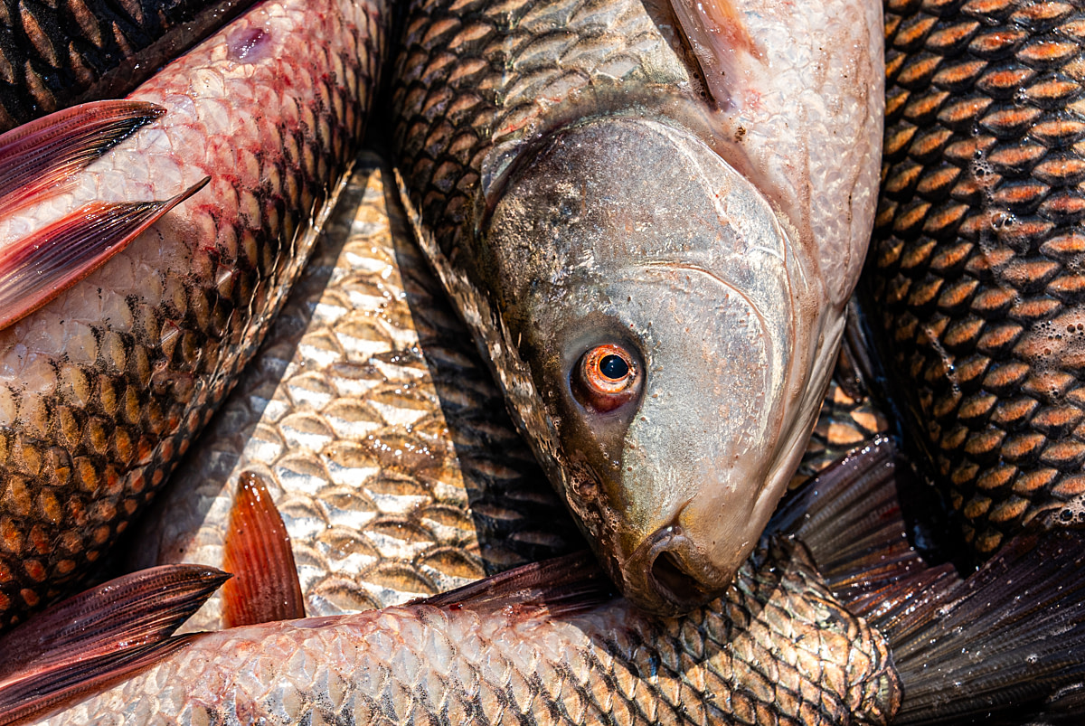 A suffocating rohu gasps for oxygen while piled inside a crate with other fish during a morning harvest at a fish farm. Undisclosed location, Seesali Village, Andhra Pradesh, India, 2025. Shatabdi Chakrabarti / Samayu / We Animals
