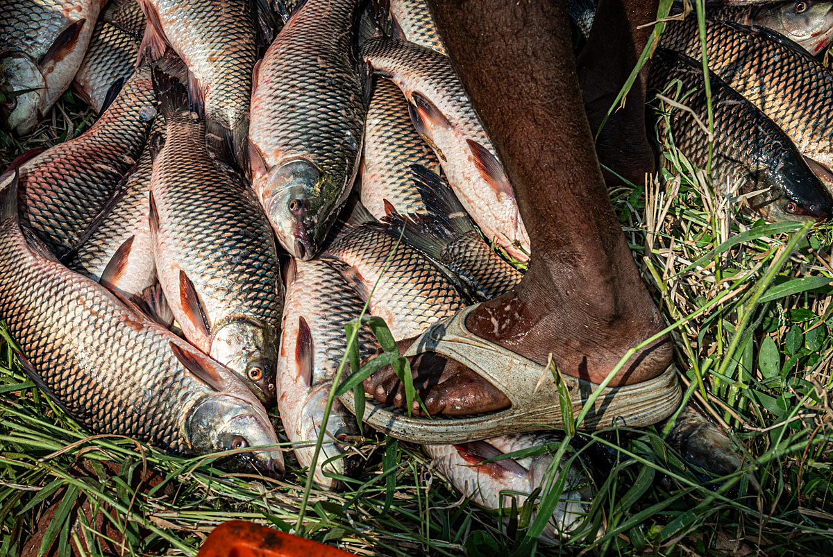 A worker stands on top of a live rohu, one of many suffocating on the ground, during a morning harvest at a fish farm. Undisclosed location, Seesali Village, Andhra Pradesh, India, 2025. Shatabdi Chakrabarti / Samayu / We Animals A worker stands on top of a live rohu, one of many suffocating on the ground, during a morning harvest at a fish farm. Undisclosed location, Seesali Village, Andhra Pradesh, India, 2025. Shatabdi Chakrabarti / Samayu / We Animals