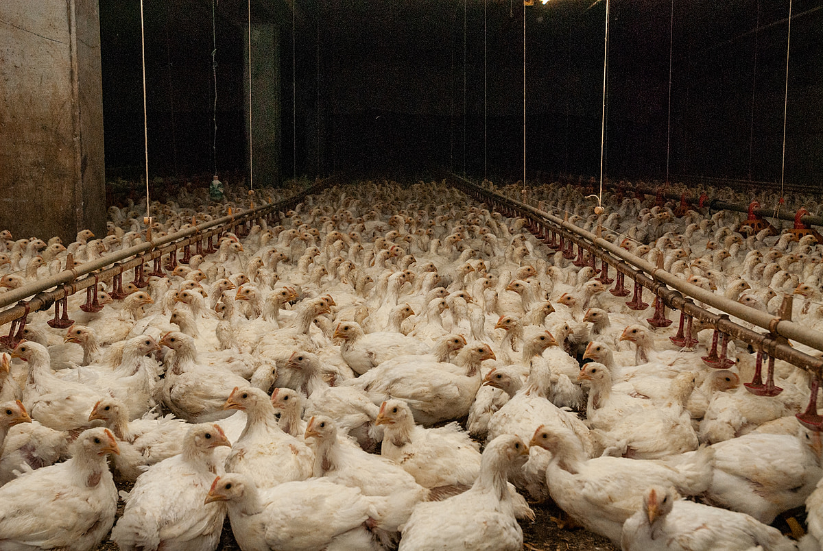 With no room to move and no perches to rest upon, broiler chickens stand in deep manure for weeks. Italy, 2011. Stefano Belacchi / HIDDEN / We Animals