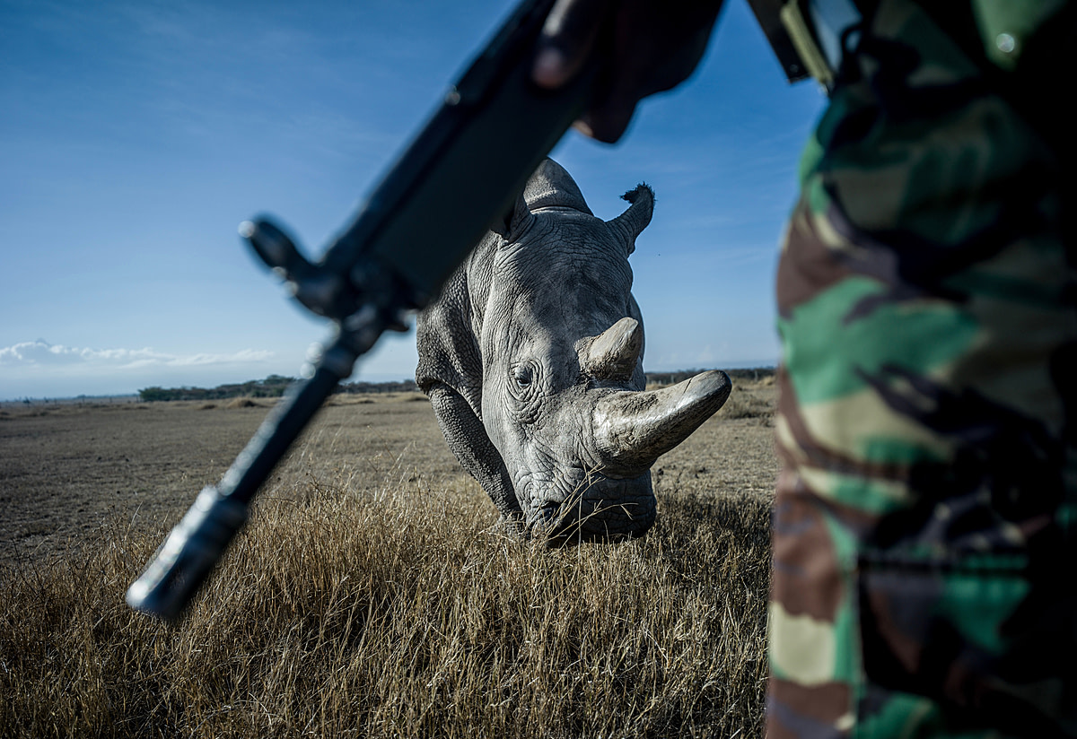 John Mugo, 37, a member of the NPR (National Police Reservists) protects and patrols the grounds of Ol Pejeta Conservancy from poachers with Najin in the background. The rhinos have been poached almost to extinction for their horns to be used in traditional eastern medicines in China, Vietnam, South Korea, and Taiwan and in Yemen for dagger handles. Kenya, 2019. Justin Mott / Kindred Guardians Project / We Animals.